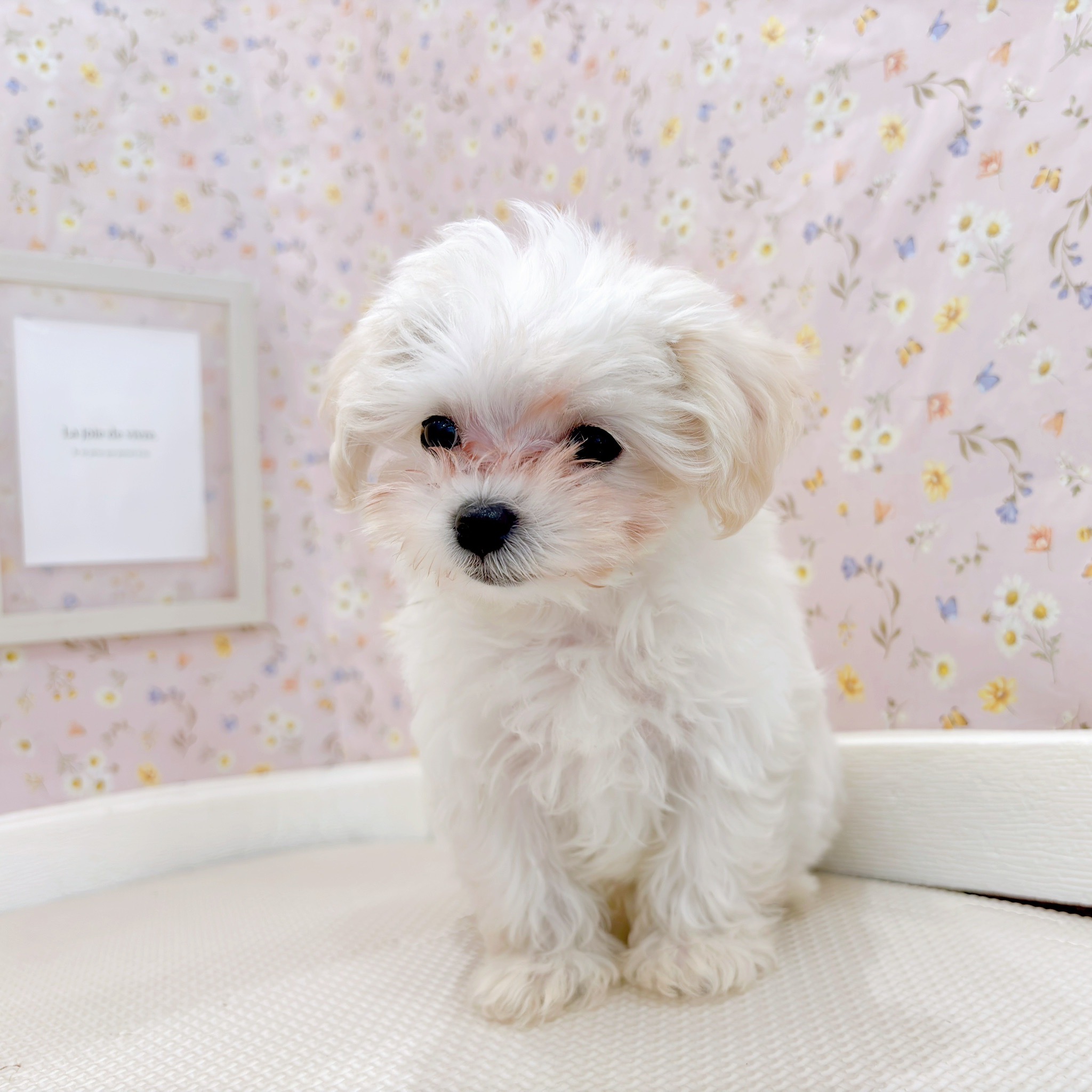 石川県のマルプー(マルチーズ×プードル) (犬の家＆猫の里金沢店/2025年9月11日生まれ/女の子/クリームホワイト)の子犬の2枚目の画像