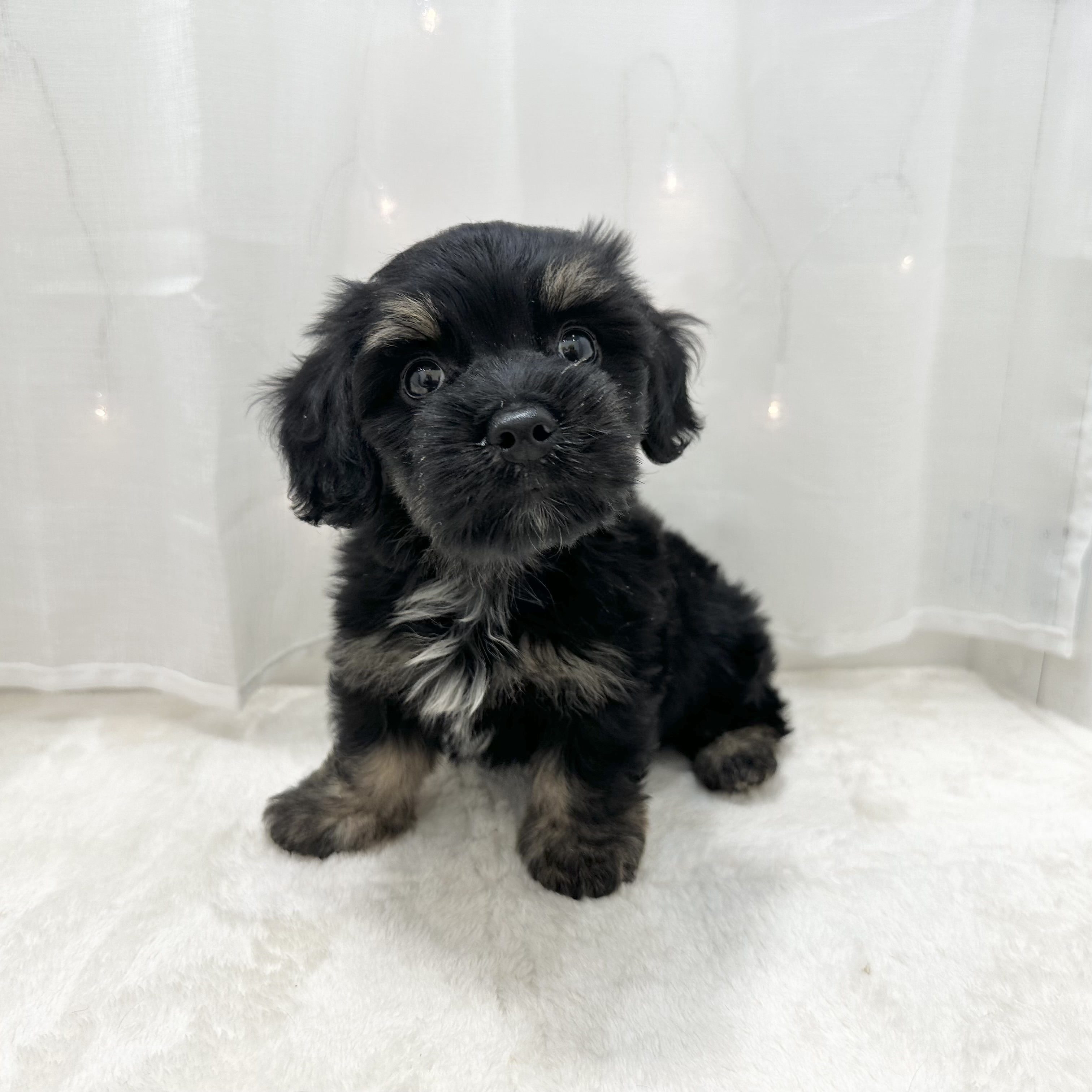 千葉県のマルックス(マルチーズ×ダックス) (犬の家＆猫の里BIGHOPガーデンモール印西店/2025年5月12日生まれ/男の子/ブラックタン)の子犬の2枚目の画像