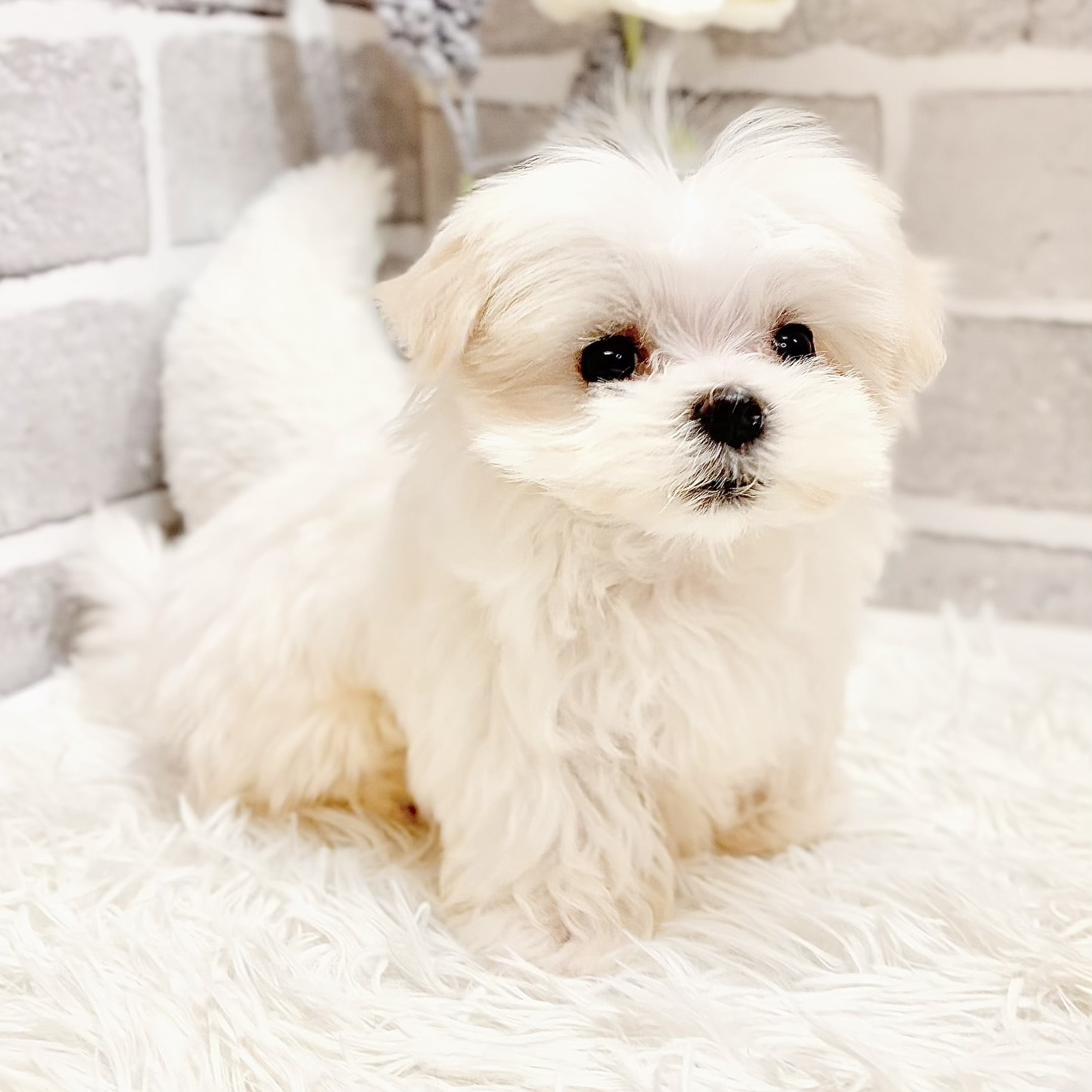 兵庫県のマルチーズ (犬の家＆猫の里神戸店/2026年4月9日生まれ/男の子/ホワイト)の子犬の2枚目の画像