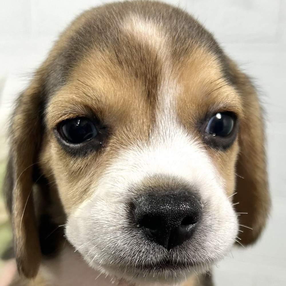 兵庫県のビーグル (犬の家＆猫の里ニッケパークタウン加古川店/2025年8月14日生まれ/男の子/ブラックタンホワイト)の子犬の1枚目の画像