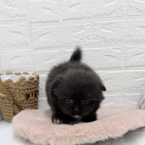 愛知県のポメズー/ポメシーズ(ポメラニアン×シーズー) (犬の家＆猫の里豊川インター店/2025年8月15日生まれ/女の子/ブラックホワイト)の子犬の1枚目の画像