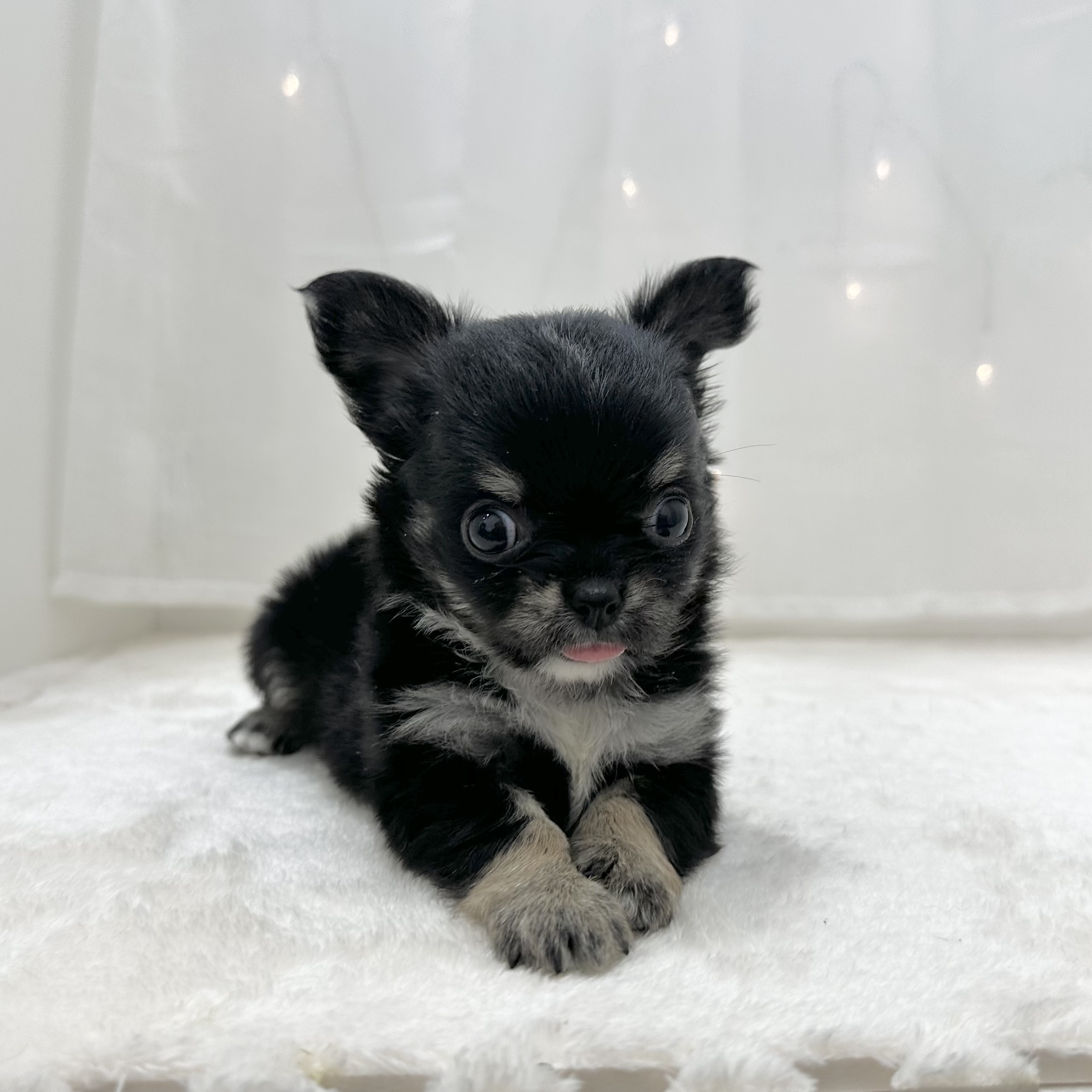 千葉県のチワワ(ロング) (犬の家＆猫の里BIGHOPガーデンモール印西店/2025年5月13日生まれ/男の子/ブラックタンホワイト)の子犬の2枚目の画像