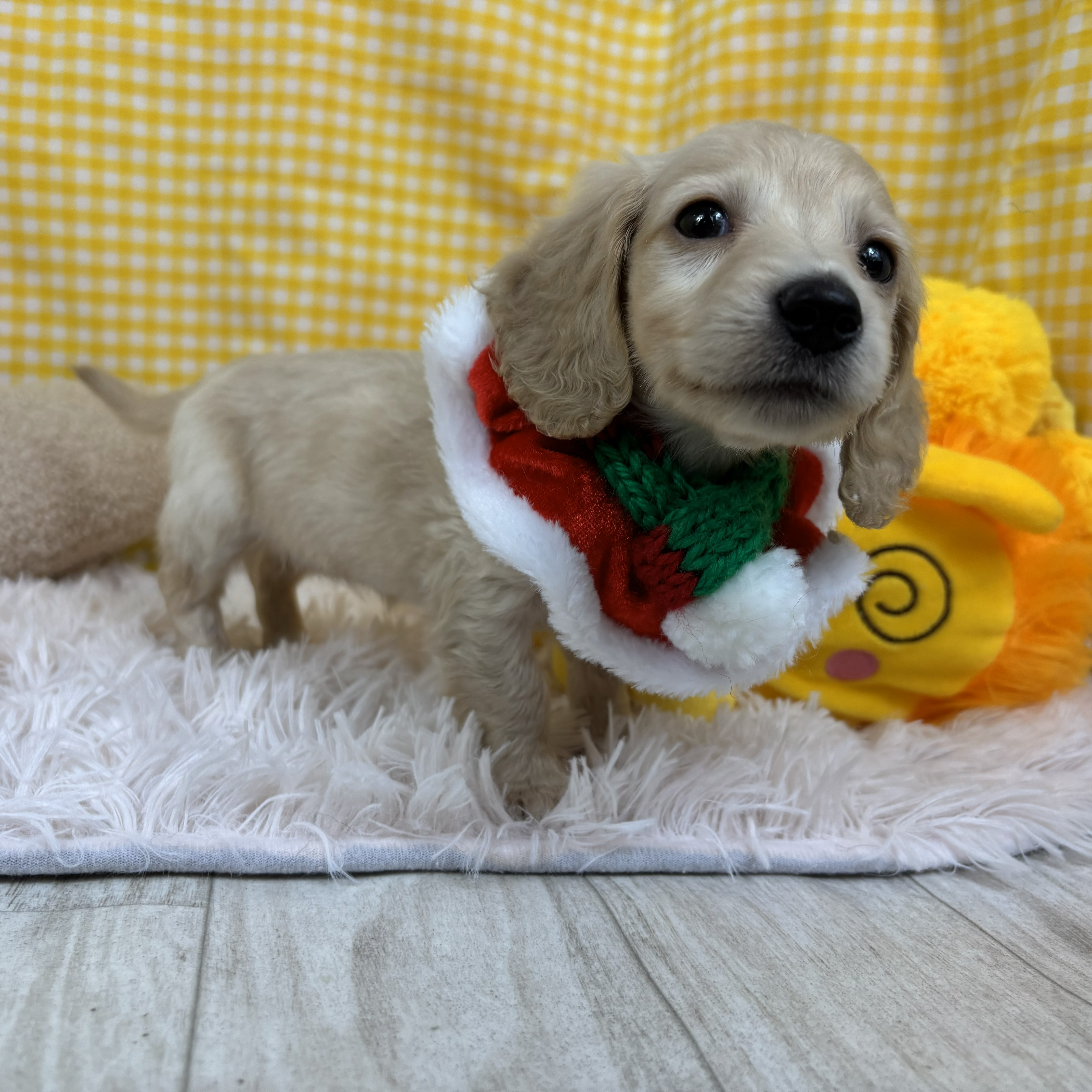 兵庫県のミニチュアダックスフンド(ロング) (犬の家＆猫の里川西店/2025年10月15日生まれ/女の子/イエロー)の子犬の2枚目の画像