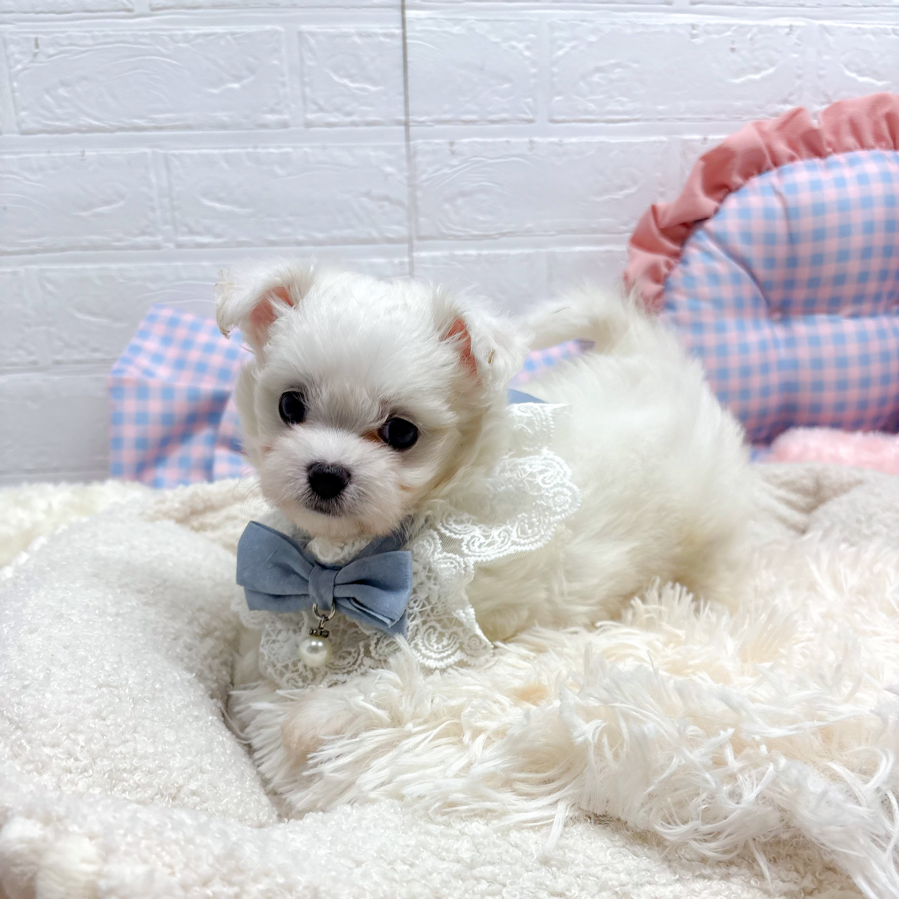 神奈川県のマルチーズ (犬の家＆猫の里元住吉ブレーメン通り店/2025年7月12日生まれ/男の子/ホワイト)の子犬の2枚目の画像