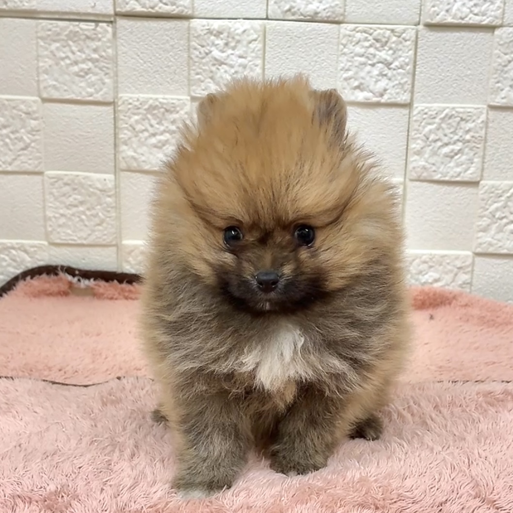 愛知県のポメラニアン (犬の家＆猫の里碧南店/2025年10月20日生まれ/男の子/オレンジセーブル)の子犬の1枚目の画像