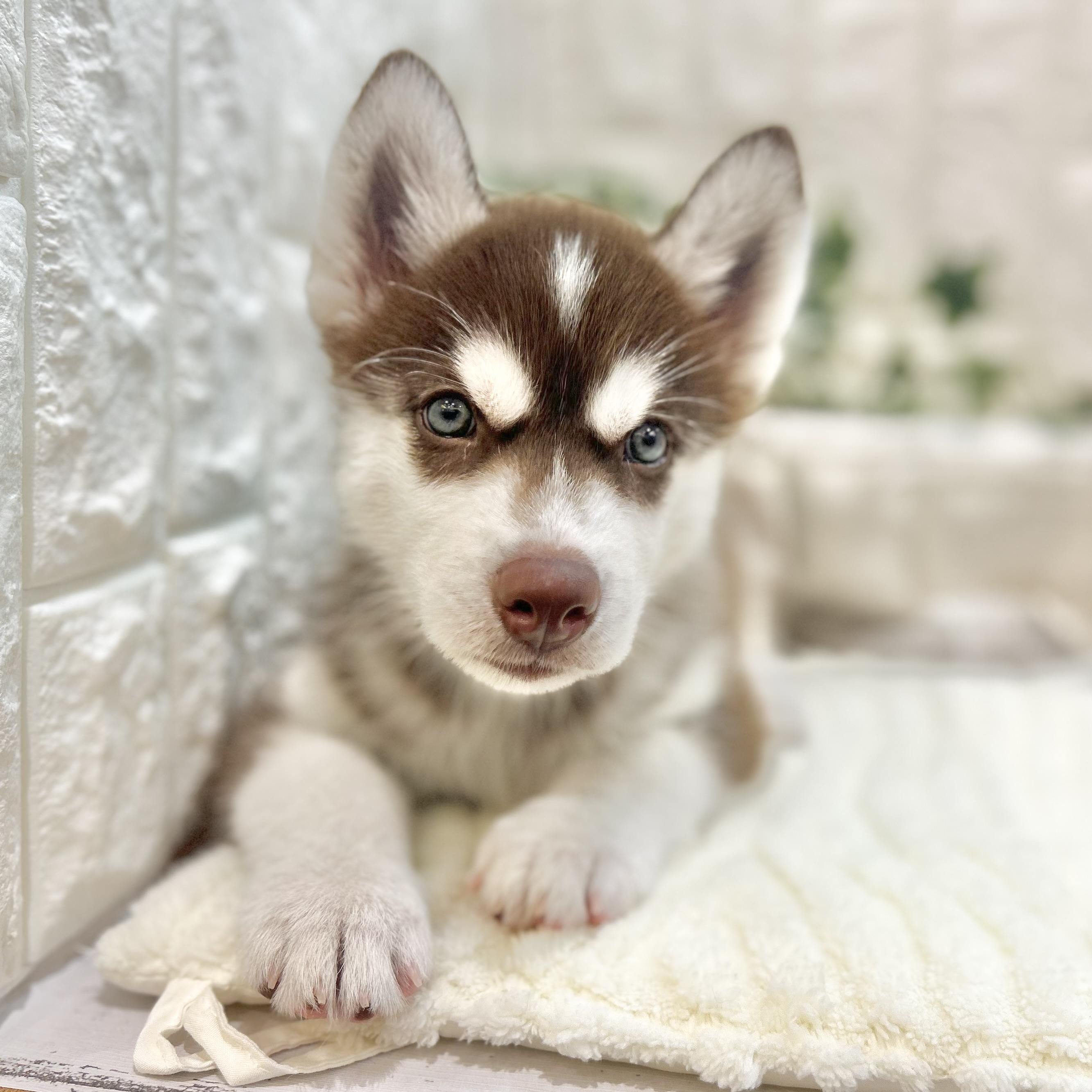 岡山県のシベリアンハスキー (犬の家＆猫の里倉敷店/2025年6月9日生まれ/男の子/チョコレートホワイト)の子犬の2枚目の画像