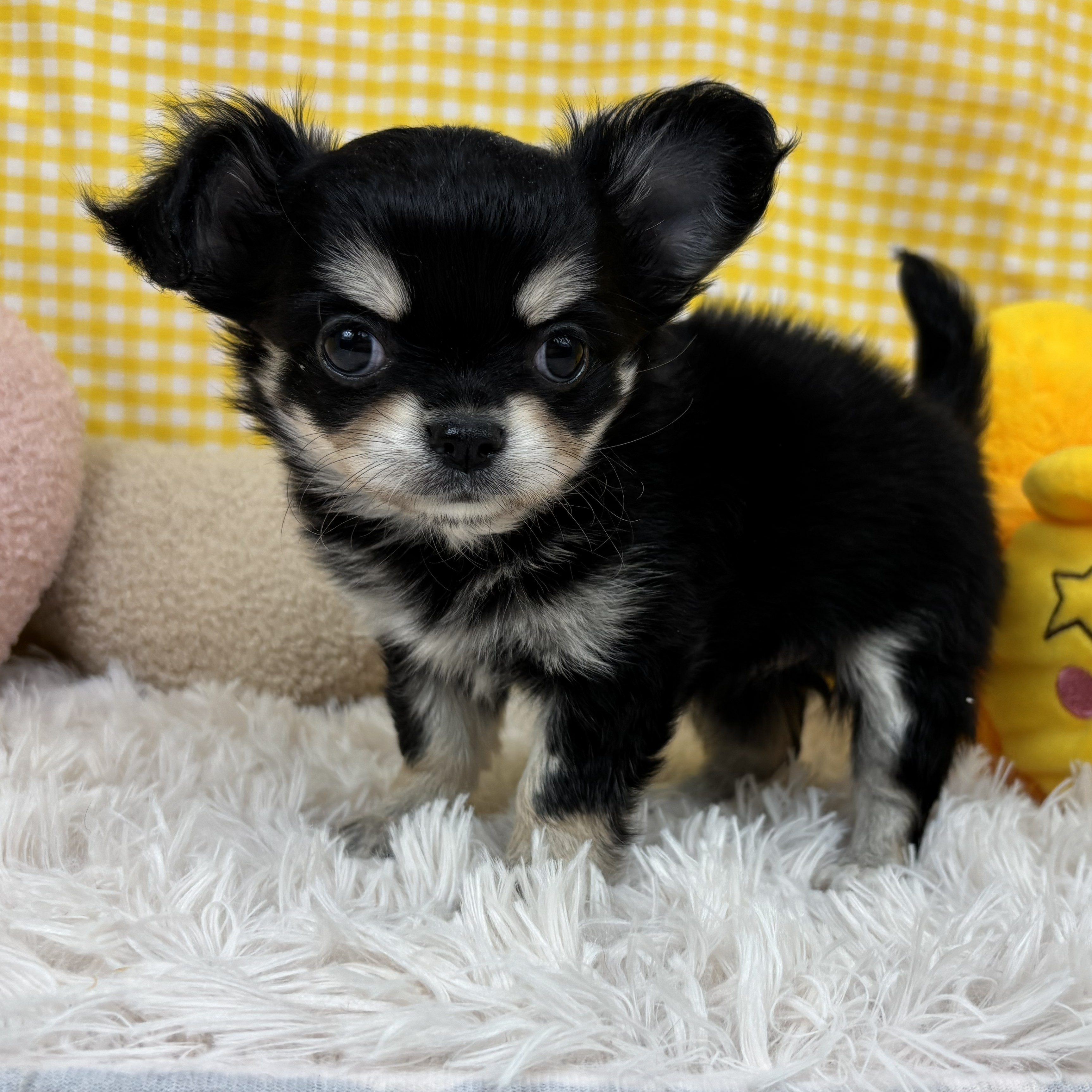 兵庫県のチワワ(ロング) (犬の家＆猫の里川西店/2025年10月22日生まれ/女の子/ブラッククリームタン)の子犬の1枚目の画像