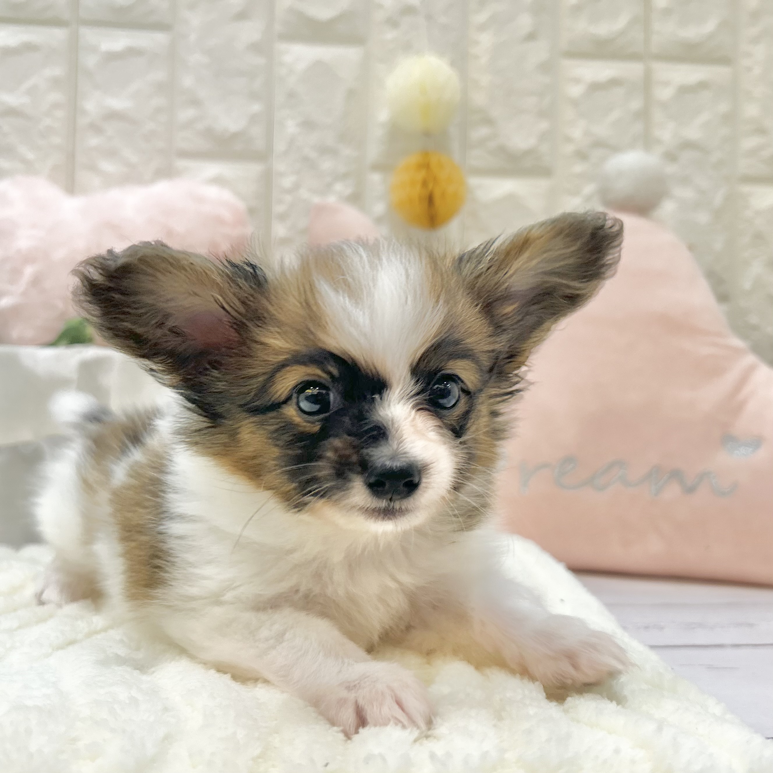 岡山県のパピヨン (犬の家＆猫の里倉敷店/2025年6月11日生まれ/男の子/ホワイトブラウン)の子犬