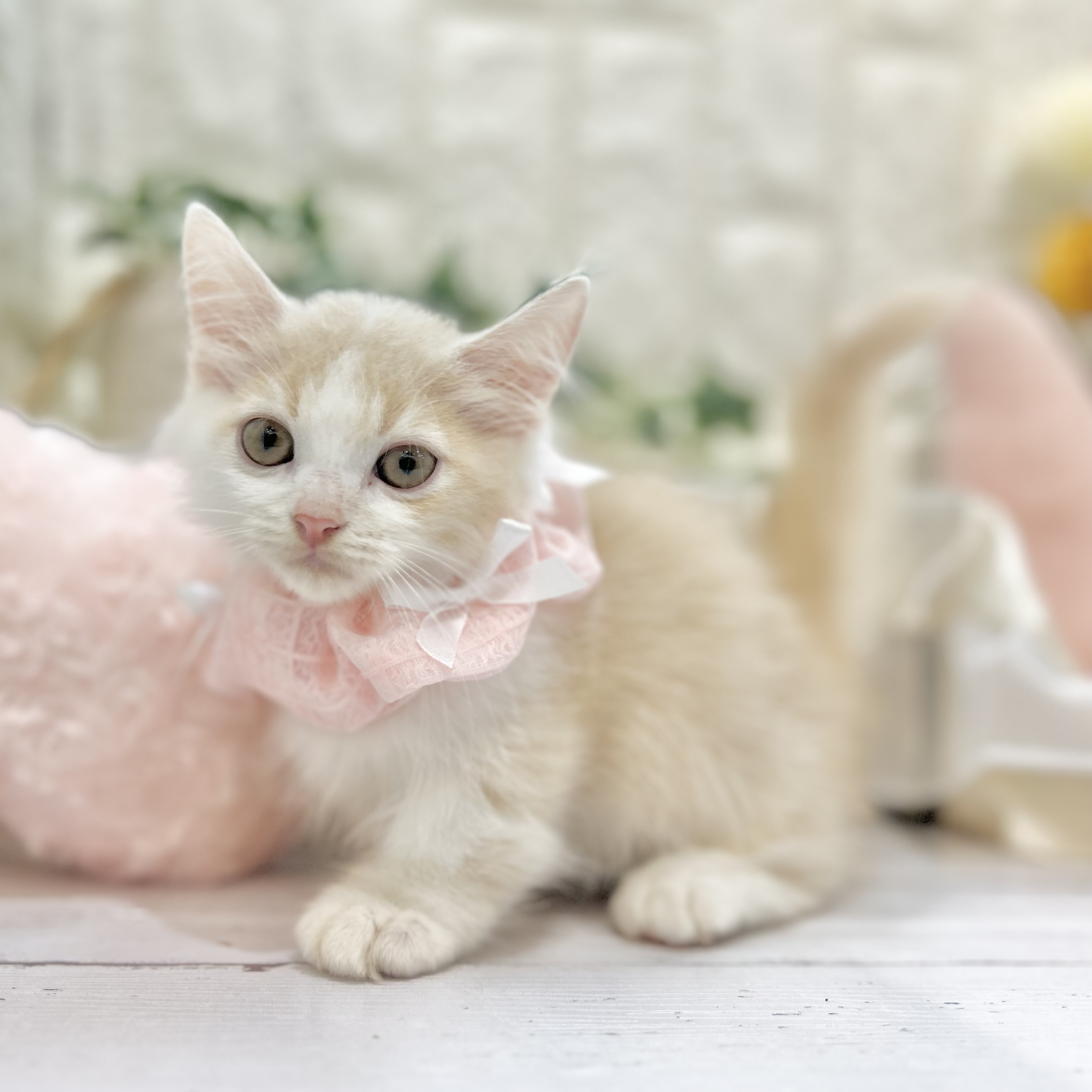 岡山県のミヌエット (犬の家＆猫の里倉敷店/2025年5月31日生まれ/男の子/クリームタビーホワイト)の子猫の1枚目の画像