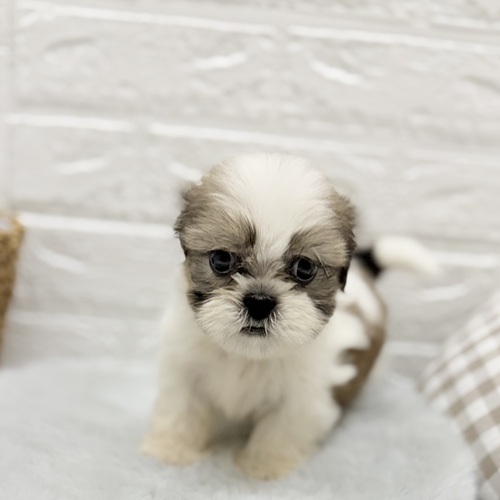 愛知県のシーズー (犬の家＆猫の里豊川インター店/2025年8月19日生まれ/男の子/ゴールドホワイト)の子犬の1枚目の画像