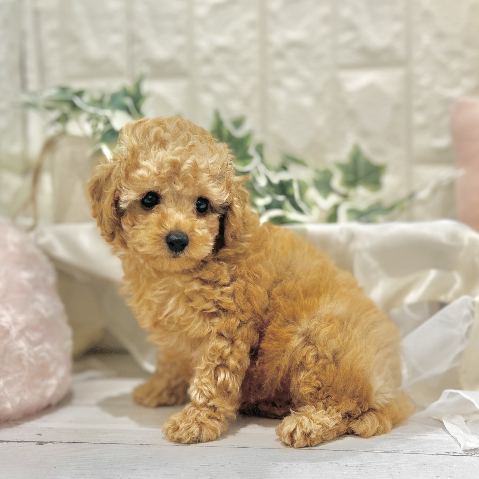 岡山県のトイプードル(トイ) (犬の家＆猫の里倉敷中庄店/2025年6月10日生まれ/男の子/レッドフォーン)の子犬の2枚目の画像