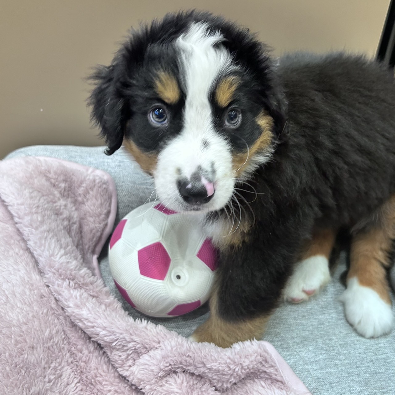 愛知県のバーニーズマウンテンドッグ (犬の家＆猫の里安城店/2026年1月24日生まれ/男の子/ブラックラストホワイト)の子犬の1枚目の画像