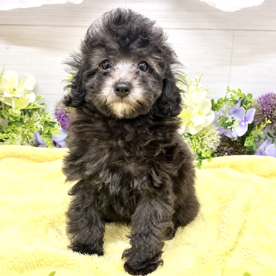 愛知県のトイプードル(トイ) (犬の家＆猫の里碧南店/2026年8月17日生まれ/男の子/シルバー)の子犬の2枚目の画像