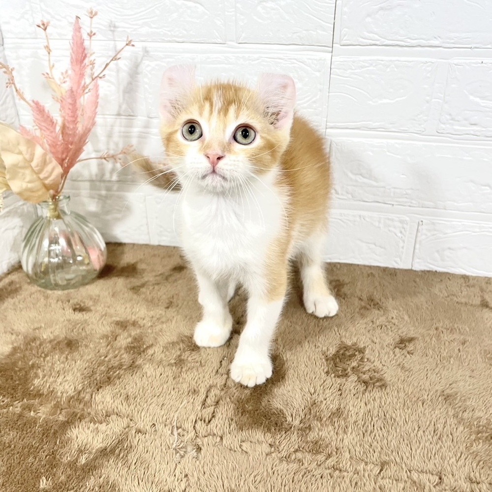 兵庫県のアメリカンカール (犬の家＆猫の里ニッケパークタウン加古川店/2025年5月10日生まれ/男の子/レッドタビーホワイト)の子猫の2枚目の画像