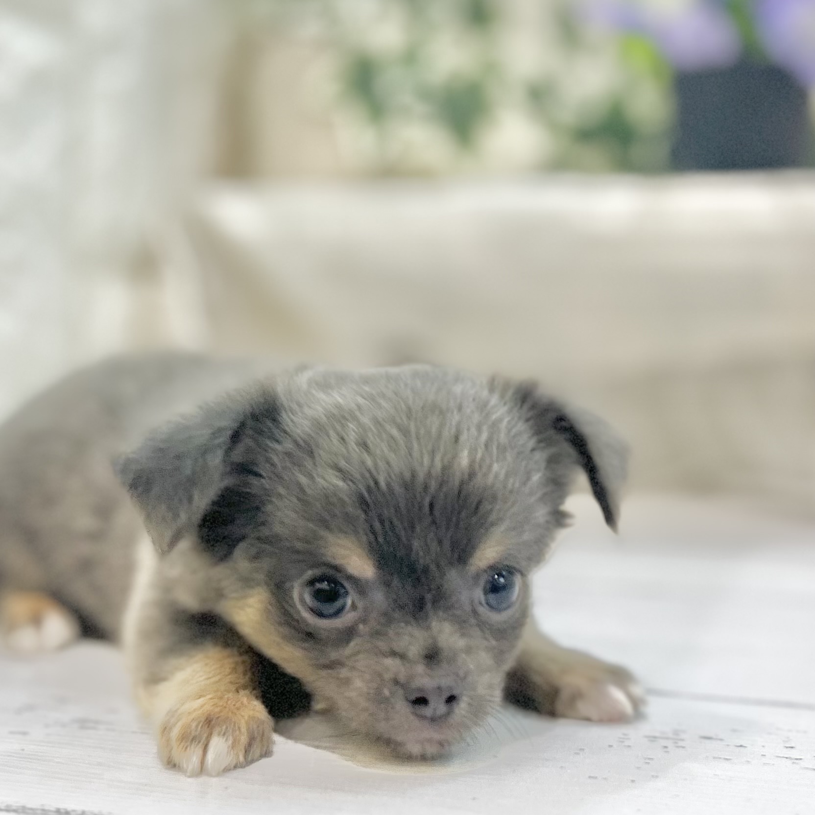 岡山県のチワワ(ロング) (犬の家＆猫の里倉敷店/2025年6月15日生まれ/女の子/ブルータン)の子犬の1枚目の画像