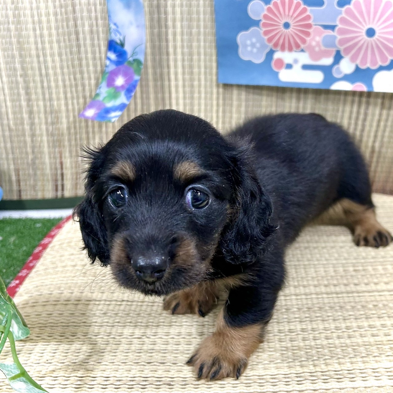 神奈川県のミニチュアダックスフンド(ロング) (犬の家＆猫の里小田原店/2026年4月19日生まれ/男の子/ブラックタン)の子犬の1枚目の画像