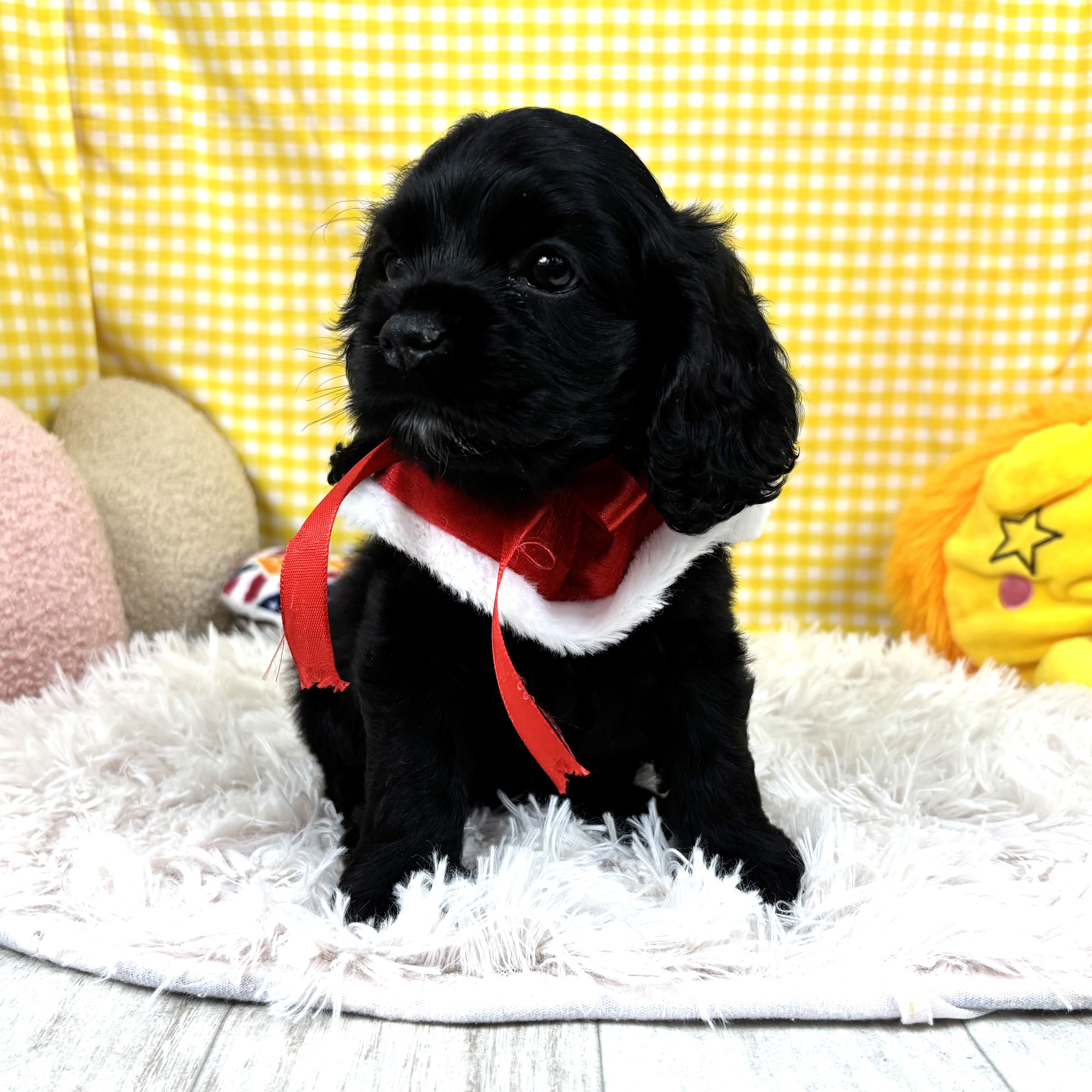 兵庫県のアメリカンコッカースパニエル (犬の家＆猫の里川西店/2025年10月26日生まれ/女の子/ブラック)の子犬の2枚目の画像