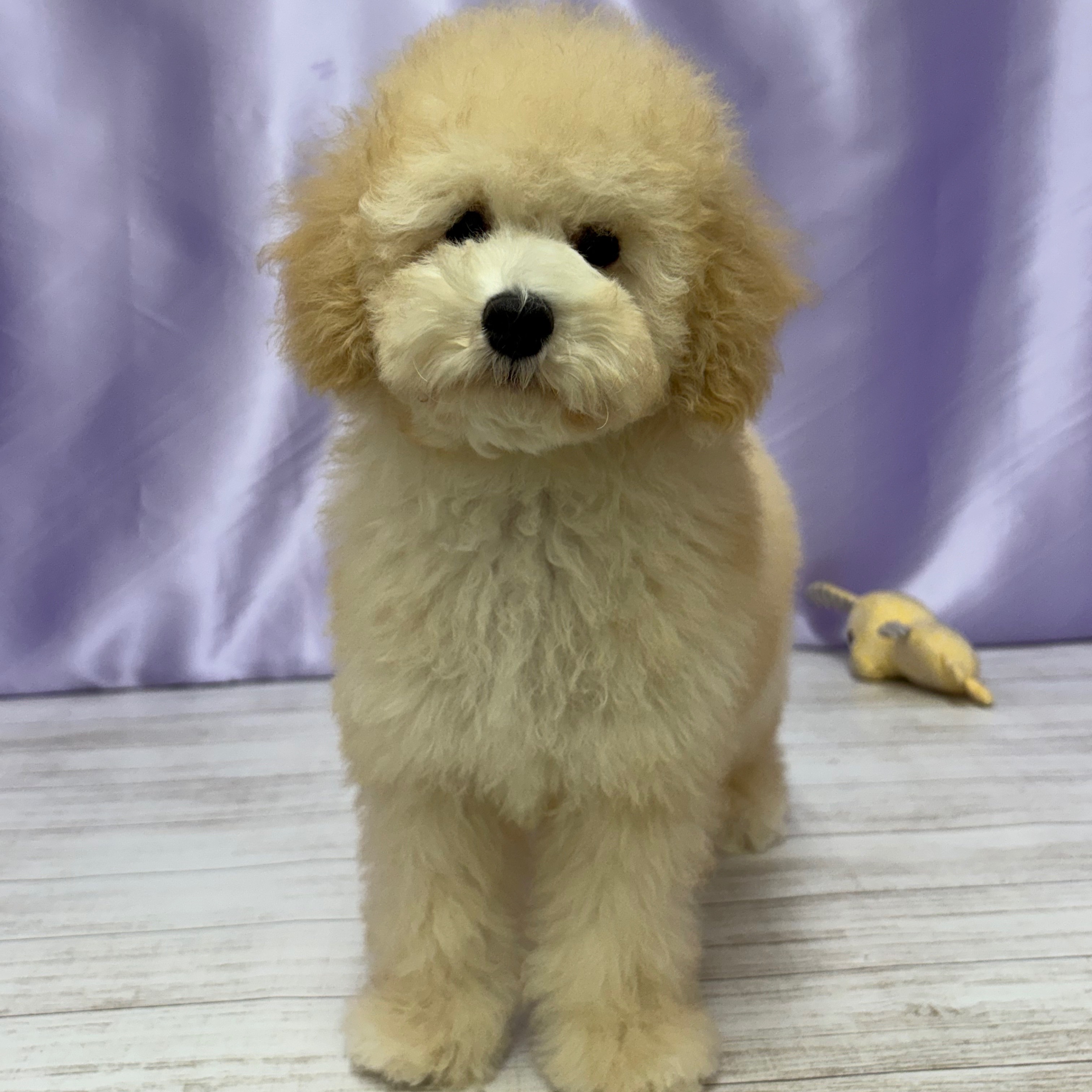 兵庫県のトイプードル(トイ) (犬の家＆猫の里尼崎店/2025年7月1日生まれ/男の子/クリーム)の子犬の2枚目の画像