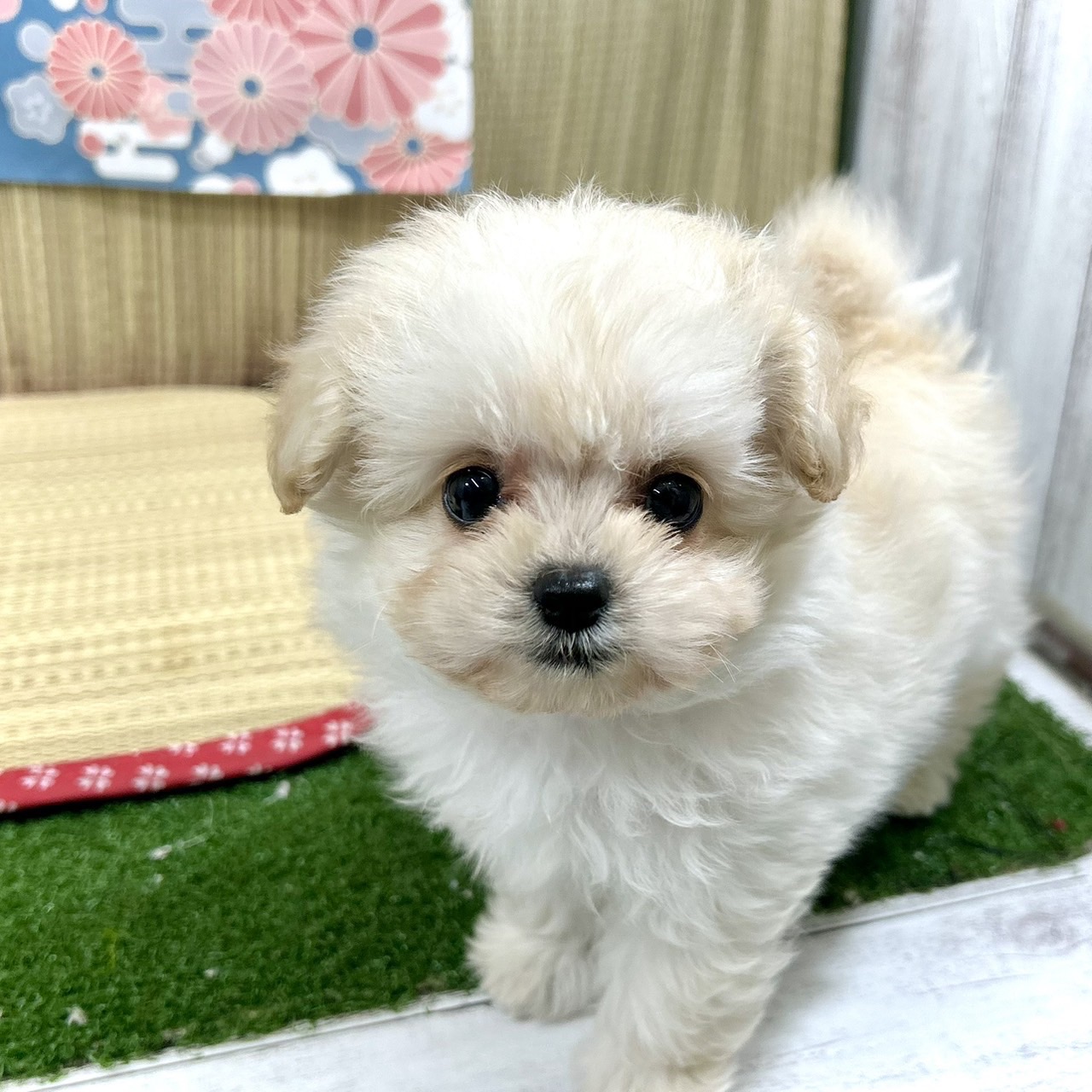 神奈川県のポメプー(ポメラニアン×プードル) (犬の家＆猫の里小田原店/2026年4月20日生まれ/男の子/クリーム)の子犬の1枚目の画像