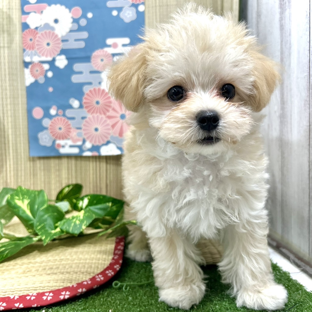 神奈川県のマルプー(マルチーズ×プードル) (犬の家＆猫の里小田原店/2026年4月13日生まれ/男の子/クリームホワイト)の子犬の2枚目の画像
