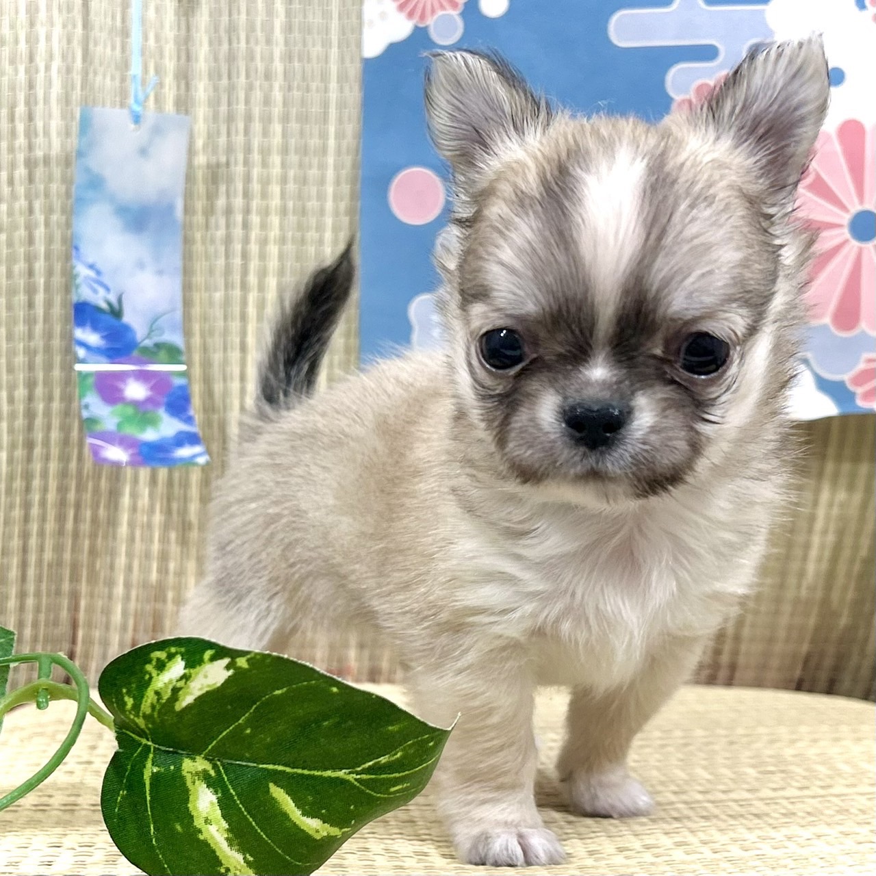 神奈川県のチワワ(ロング) (犬の家＆猫の里小田原店/2026年4月20日生まれ/男の子/フォーンホワイト)の子犬の1枚目の画像