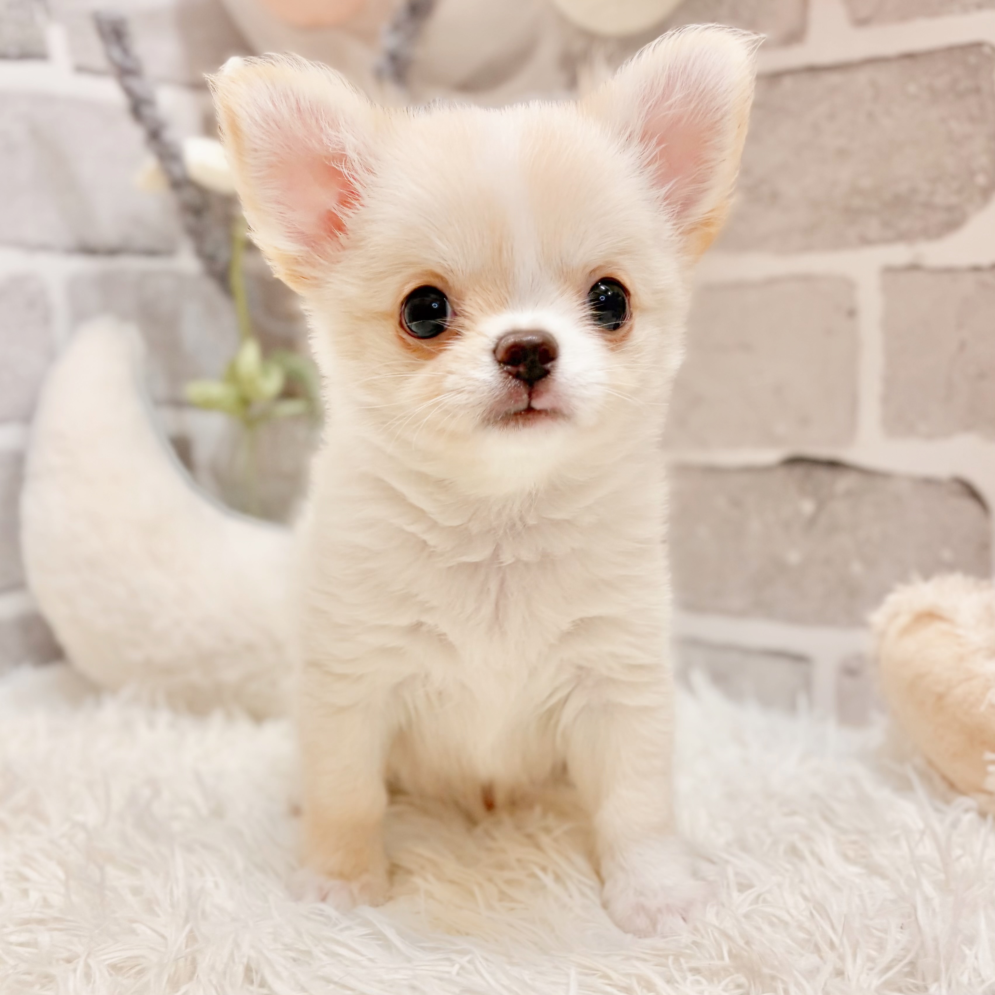 兵庫県のチワワ(ロング) (犬の家＆猫の里神戸店/2026年4月19日生まれ/男の子/クリームホワイト)の子犬の2枚目の画像