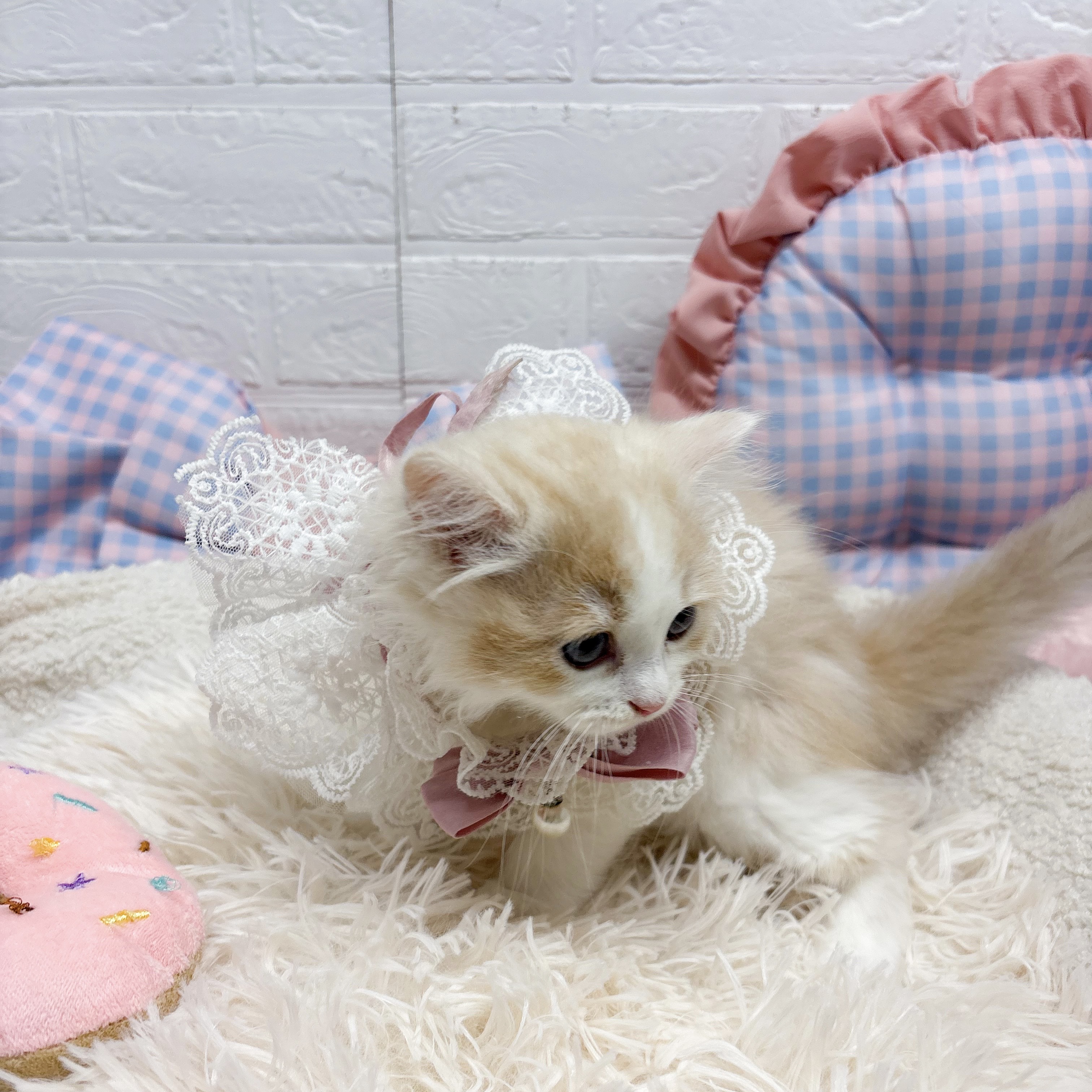 神奈川県のミヌエット (犬の家＆猫の里元住吉ブレーメン通り店/2025年7月14日生まれ/女の子/クリームタビー)の子猫の2枚目の画像