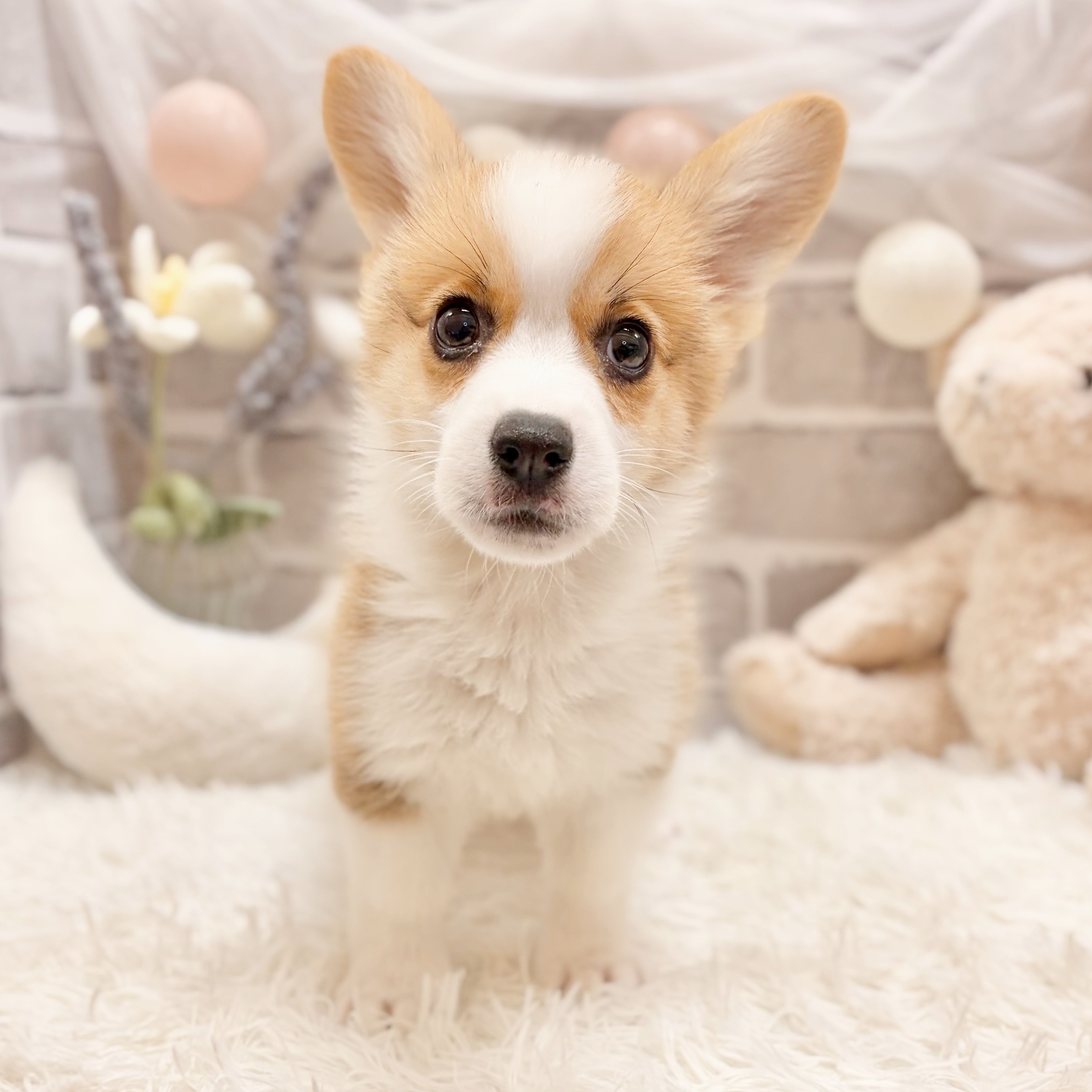兵庫県のウェルシュコーギーペンブローク (犬の家＆猫の里神戸店/2026年4月17日生まれ/男の子/レッドホワイト)の子犬の1枚目の画像