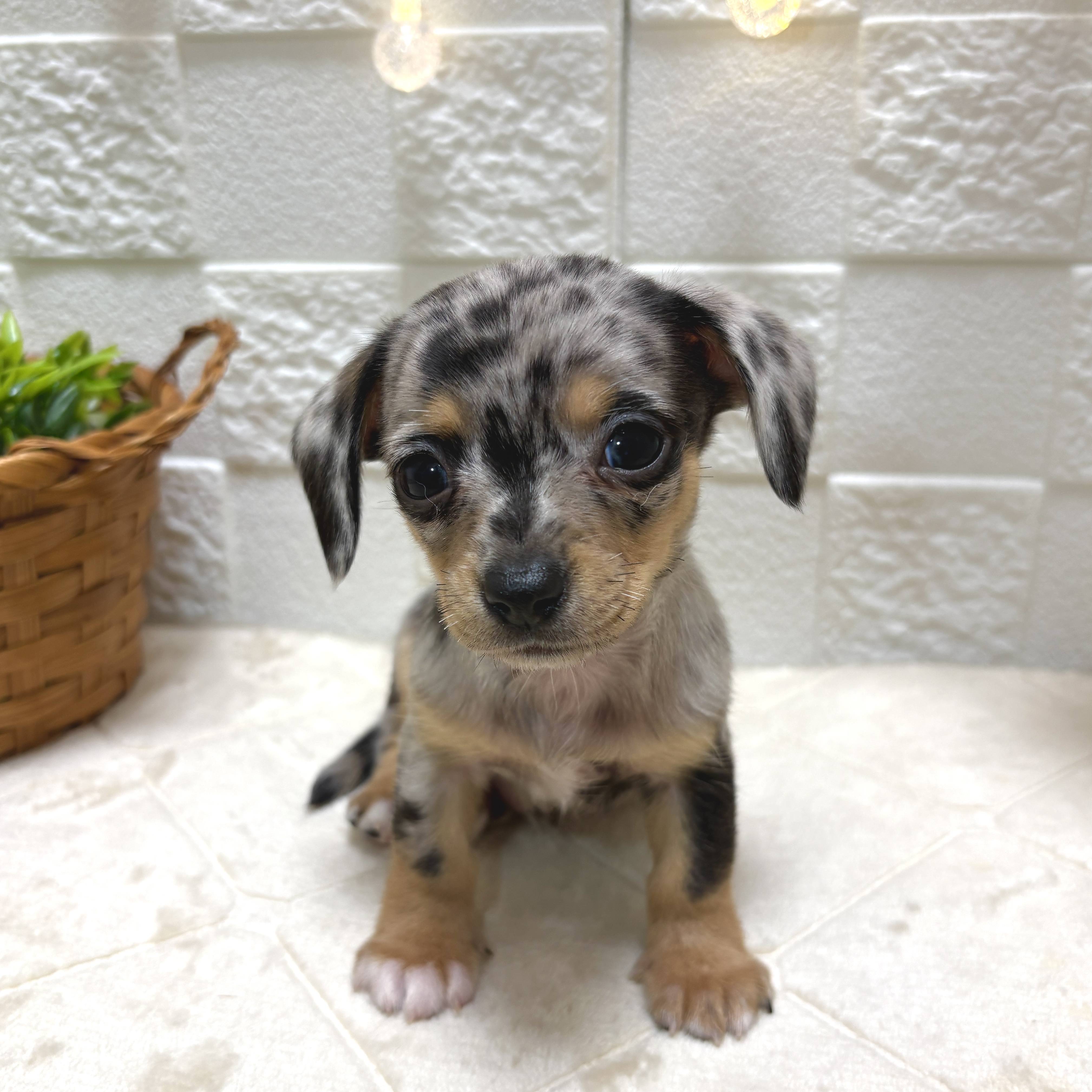 東京都のチワックス(チワワ×ダックス) (犬の家＆猫の里ペットフォレスト小平店/2026年2月3日生まれ/男の子/ブルーマール)の子犬の2枚目の画像