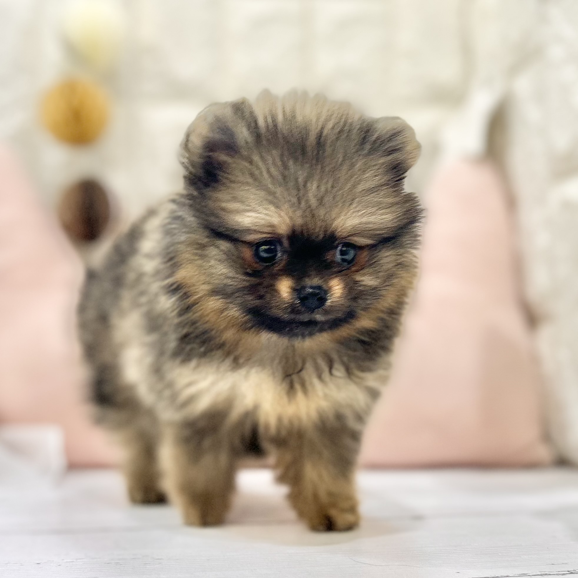 岡山県のポメラニアン (犬の家＆猫の里倉敷店/2025年6月21日生まれ/女の子/オレンジ)の子犬の2枚目の画像