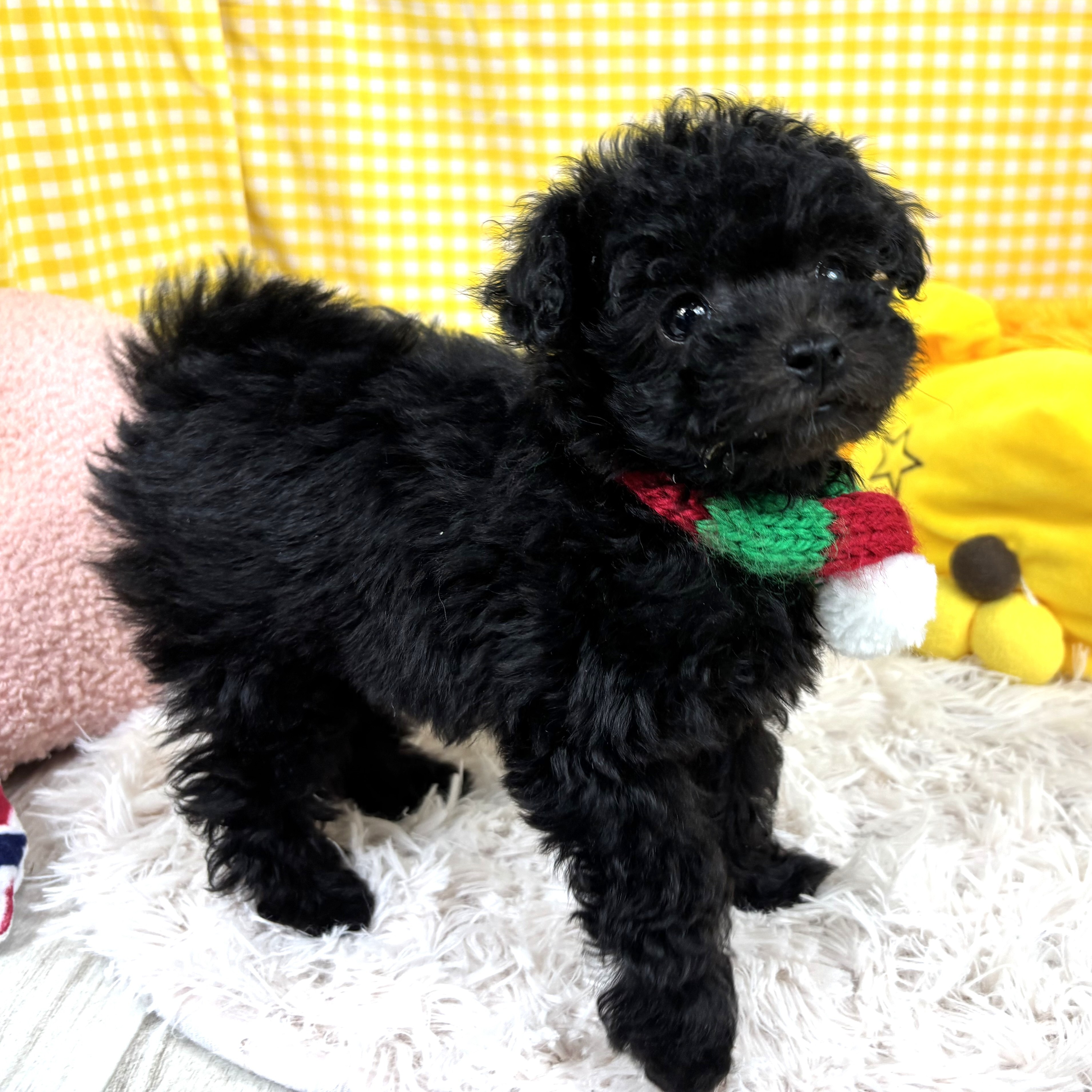 兵庫県のトイプードル(タイニー) (犬の家＆猫の里川西店/2025年10月30日生まれ/女の子/ブラック)の子犬の2枚目の画像