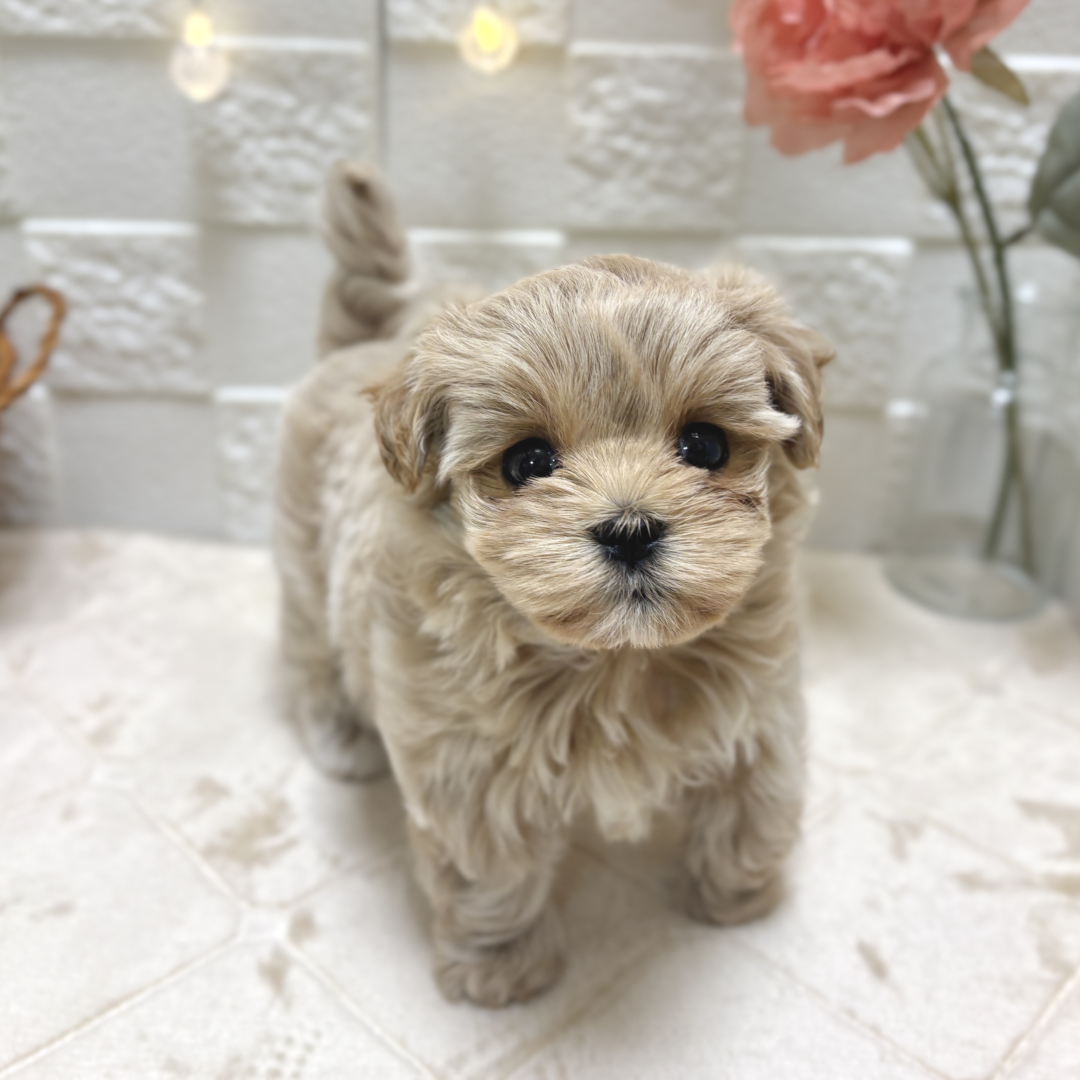 東京都のマルプー(マルチーズ×プードル) (犬の家＆猫の里ペットフォレスト小平店/2026年2月2日生まれ/男の子/アプリコット)の子犬の2枚目の画像