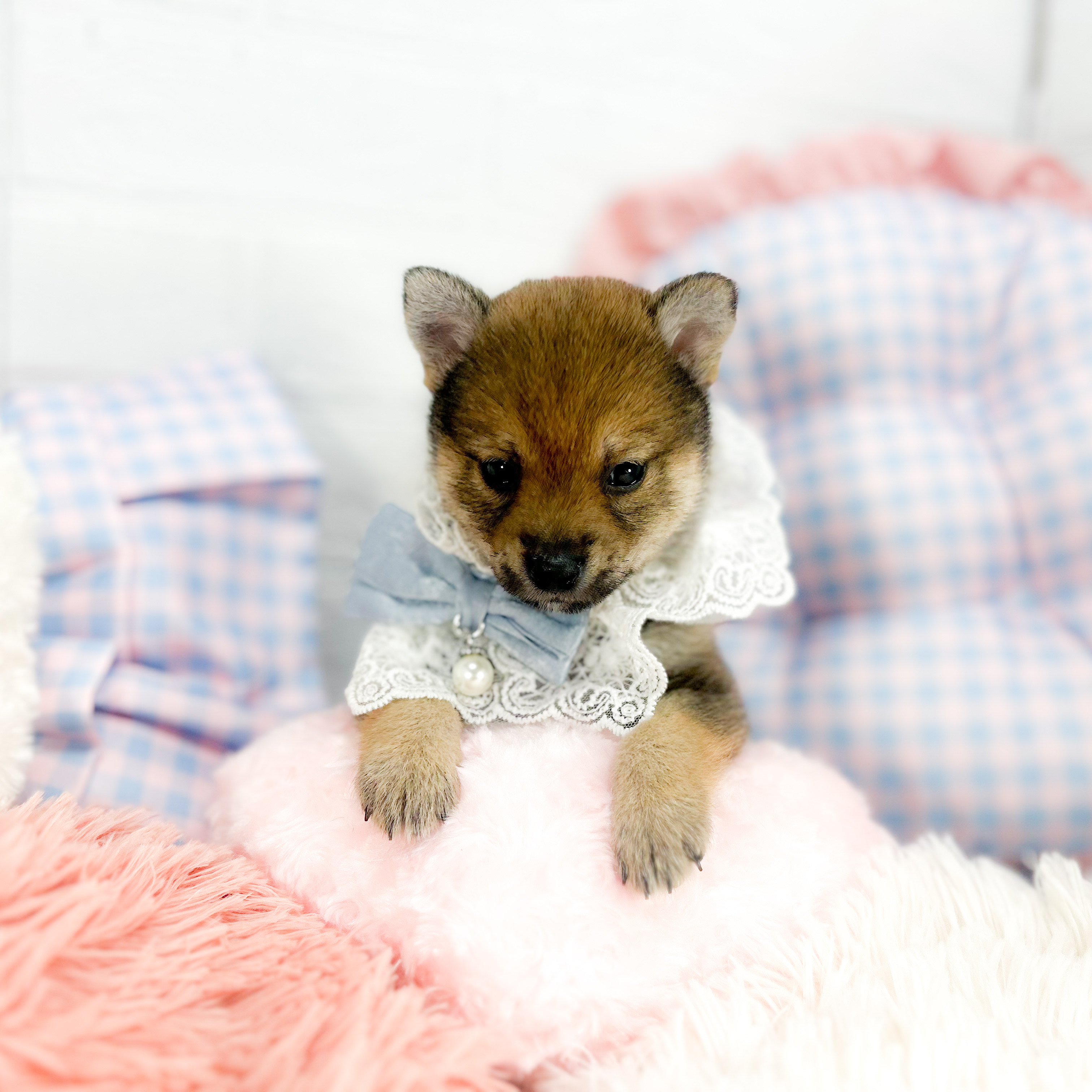 神奈川県の豆柴 (犬の家＆猫の里元住吉ブレーメン通り店/2025年7月20日生まれ/男の子/赤)の子犬の1枚目の画像