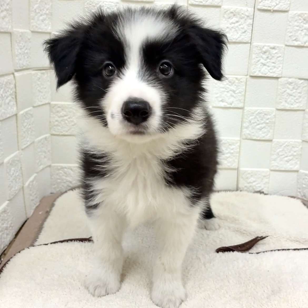 愛知県のボーダーコリー (犬の家＆猫の里碧南店/2025年11月11日生まれ/男の子/ブラックホワイト)の子犬