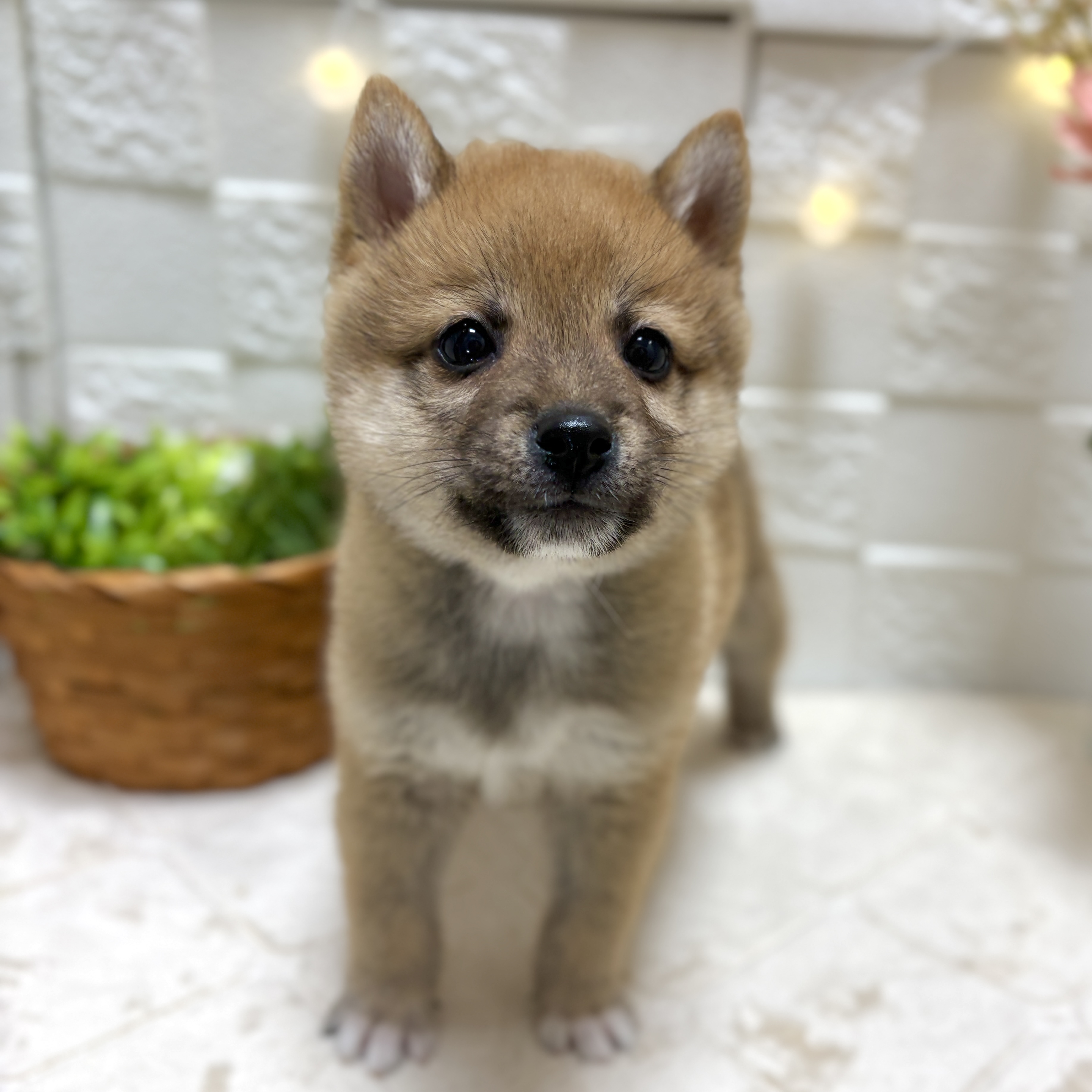 東京都の豆柴 (犬の家＆猫の里ペットフォレスト小平店/2026年2月3日生まれ/男の子/赤)の子犬の2枚目の画像