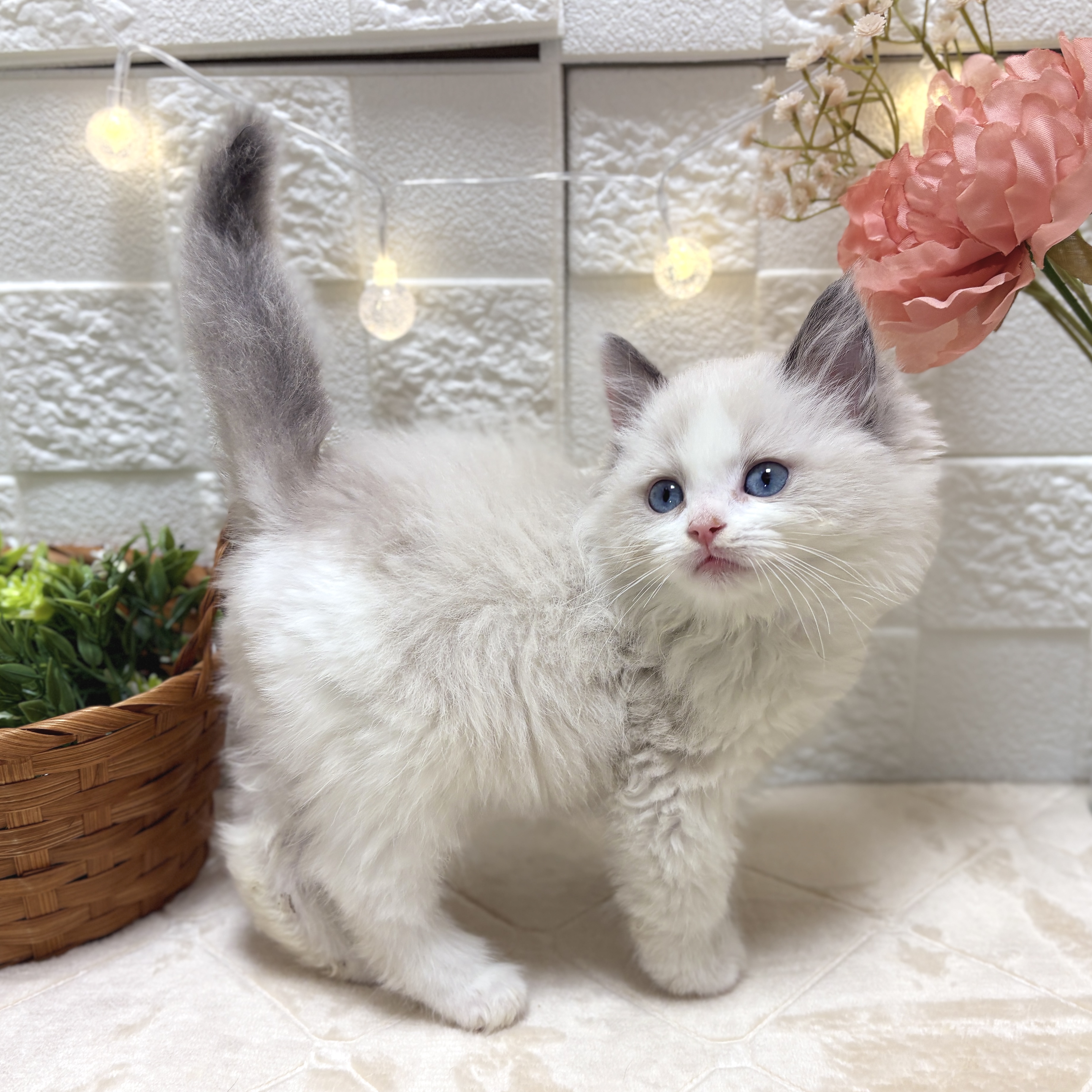 東京都のラグドール (犬の家＆猫の里ペットフォレスト小平店/2026年2月3日生まれ/男の子/ブルーポイントバイカラー)の子猫の2枚目の画像