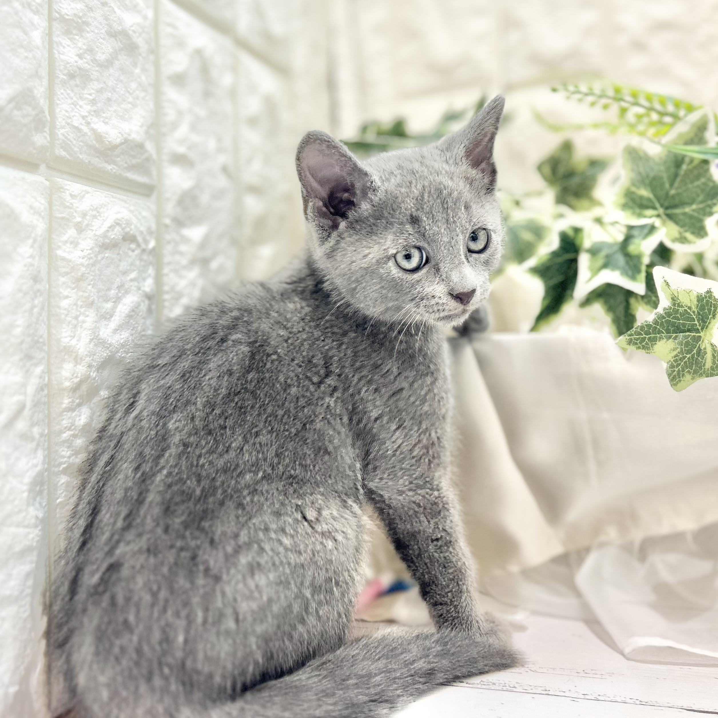 岡山県のロシアンブルー (犬の家＆猫の里倉敷店/2025年6月14日生まれ/男の子/ブルー)の子猫の1枚目の画像
