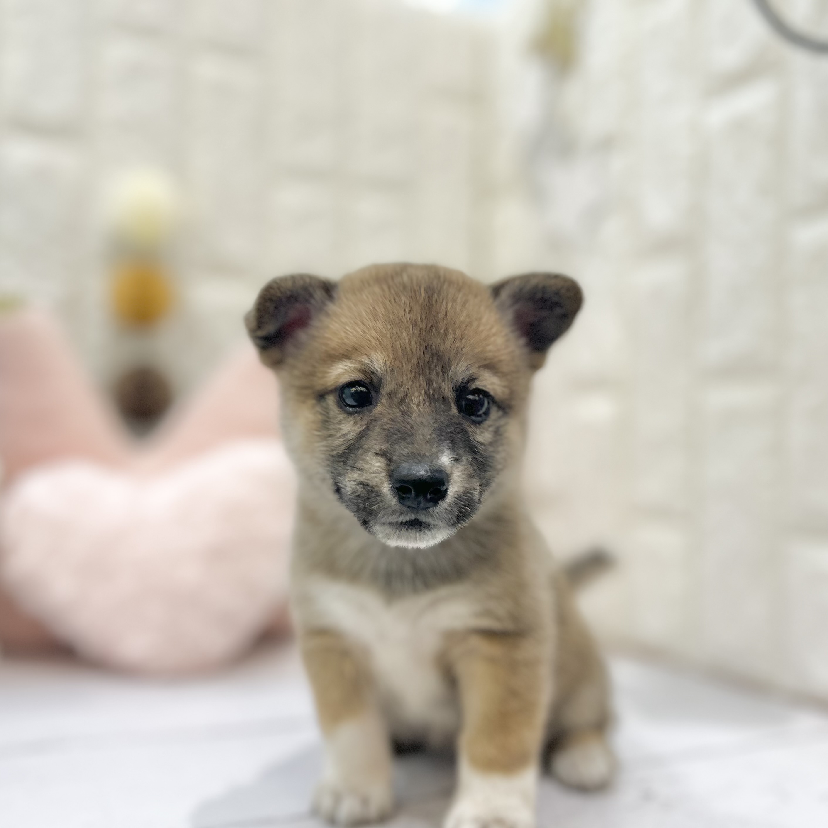 岡山県のハーフ犬・ミックス犬 (犬の家＆猫の里倉敷店/2025年6月20日生まれ/女の子/レッド)の子犬の1枚目の画像