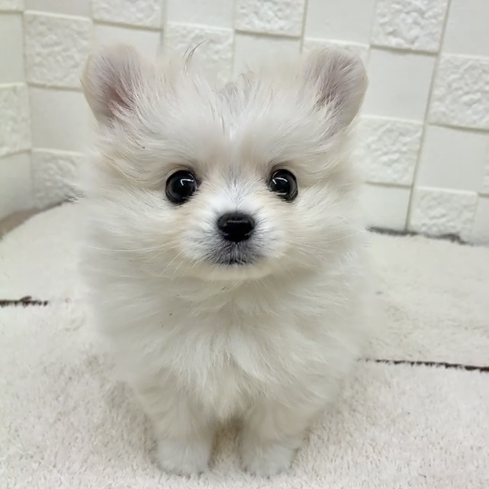 愛知県のポメチワ/チワポメ/ポメチー(ポメラニアン×チワワ) (犬の家＆猫の里碧南店/2025年11月12日生まれ/男の子/クリームホワイト)の子犬