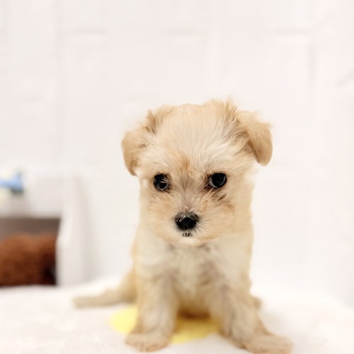 愛知県のマルプー(マルチーズ×プードル) (犬の家＆猫の里豊川インター店/2026年4月24日生まれ/女の子/クリーム)の子犬の1枚目の画像