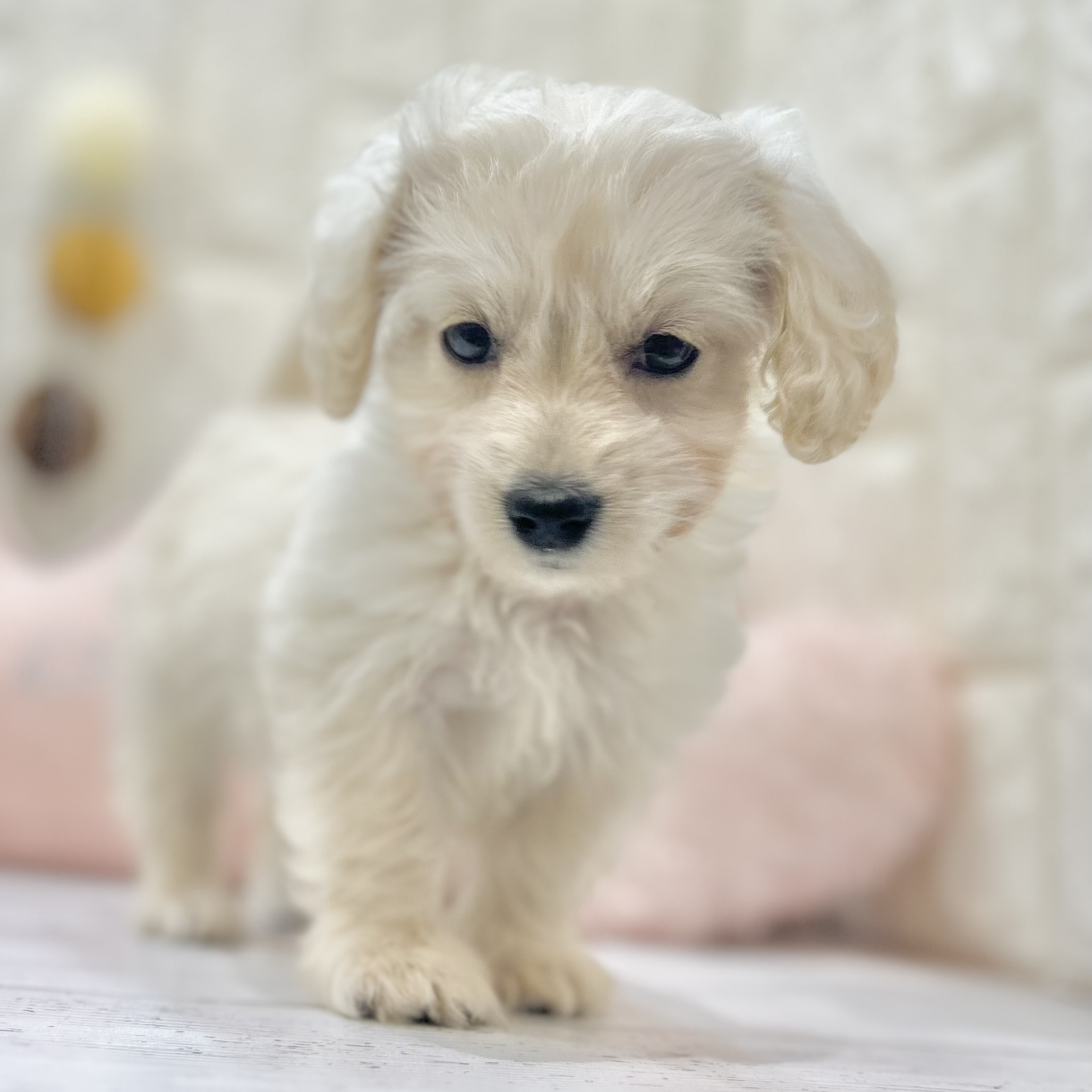 岡山県のハーフ犬・ミックス犬 (犬の家＆猫の里倉敷店/2025年6月8日生まれ/女の子/クリーム)の子犬の2枚目の画像
