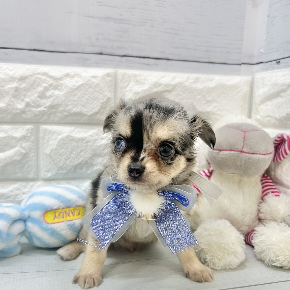 静岡県のチワワ(ロング) (犬の家＆猫の里アミーゴ浜松和田店/2026年7月21日生まれ/男の子/ブルーマールホワイト)の子犬の2枚目の画像