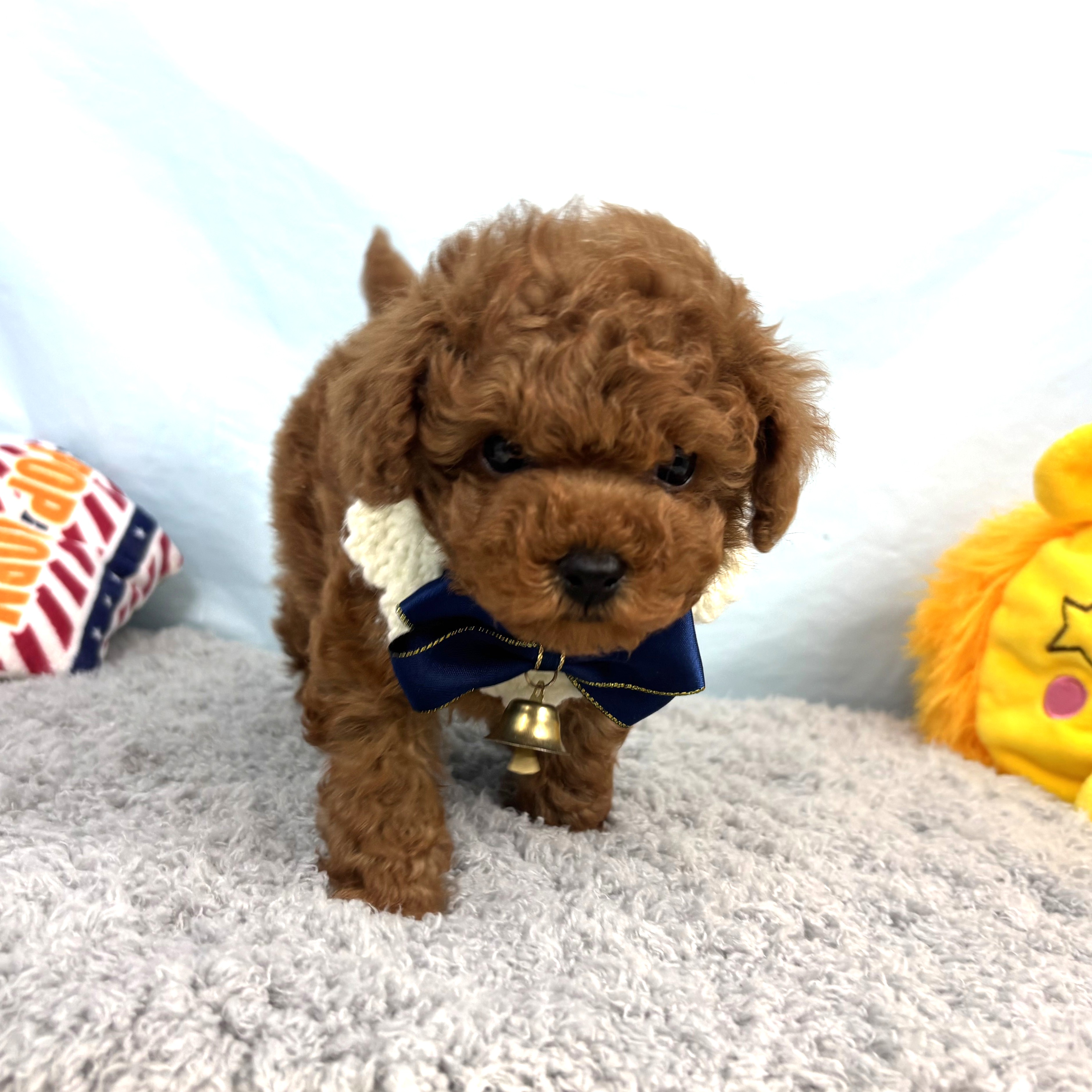 兵庫県のトイプードル(トイ) (犬の家＆猫の里川西店/2025年10月31日生まれ/男の子/レッドフォーン)の子犬