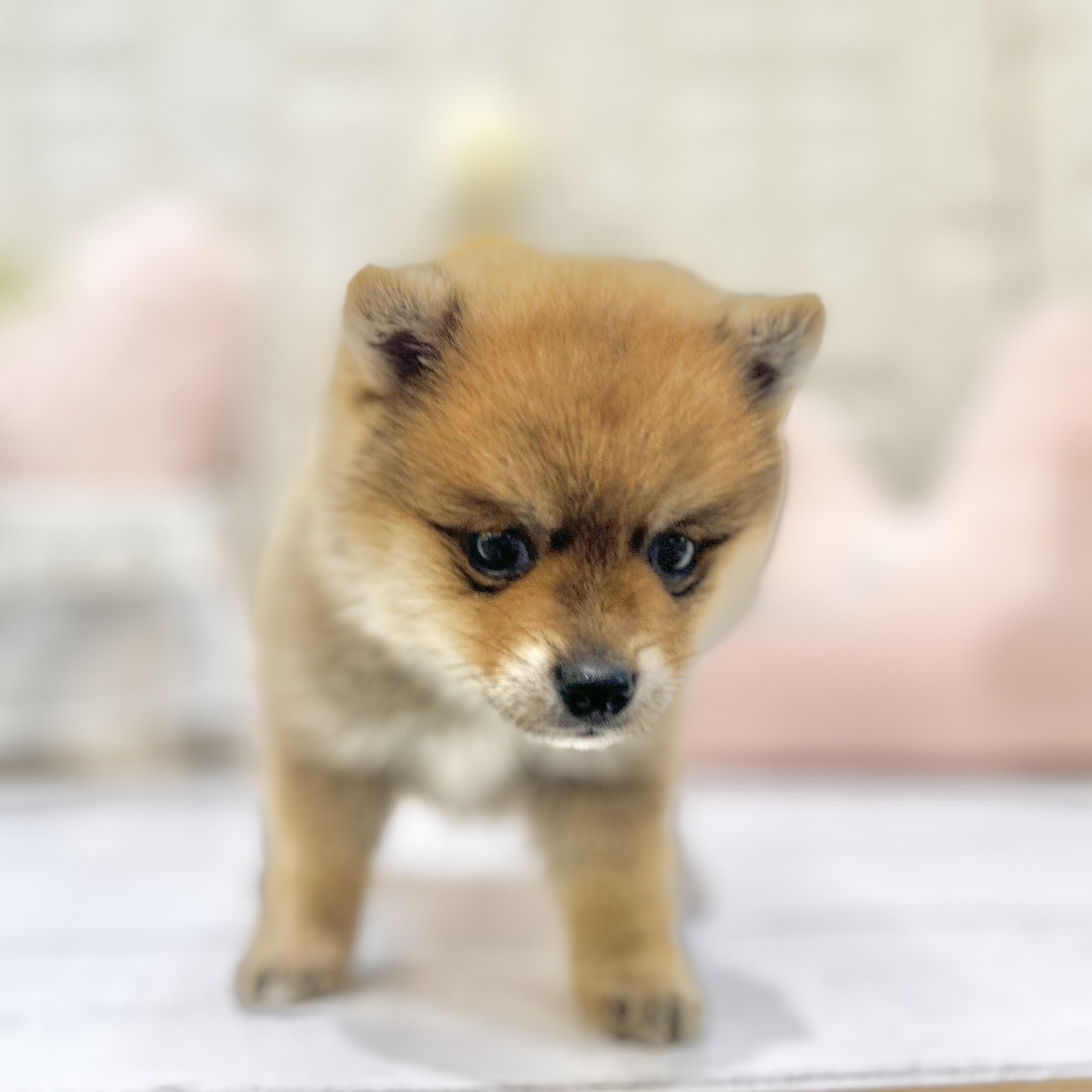 岡山県のポメ柴/豆ポメ/ポメ豆柴(ポメラニアン×柴犬) (犬の家＆猫の里倉敷店/2025年6月27日生まれ/男の子/オレンジ)の子犬の2枚目の画像