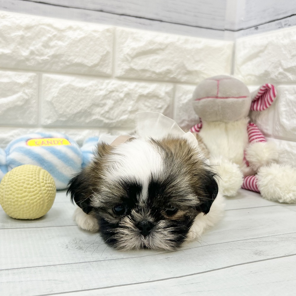 静岡県のシーズー (犬の家＆猫の里アミーゴ浜松和田店/2026年7月19日生まれ/女の子/ゴールドホワイト)の子犬の2枚目の画像