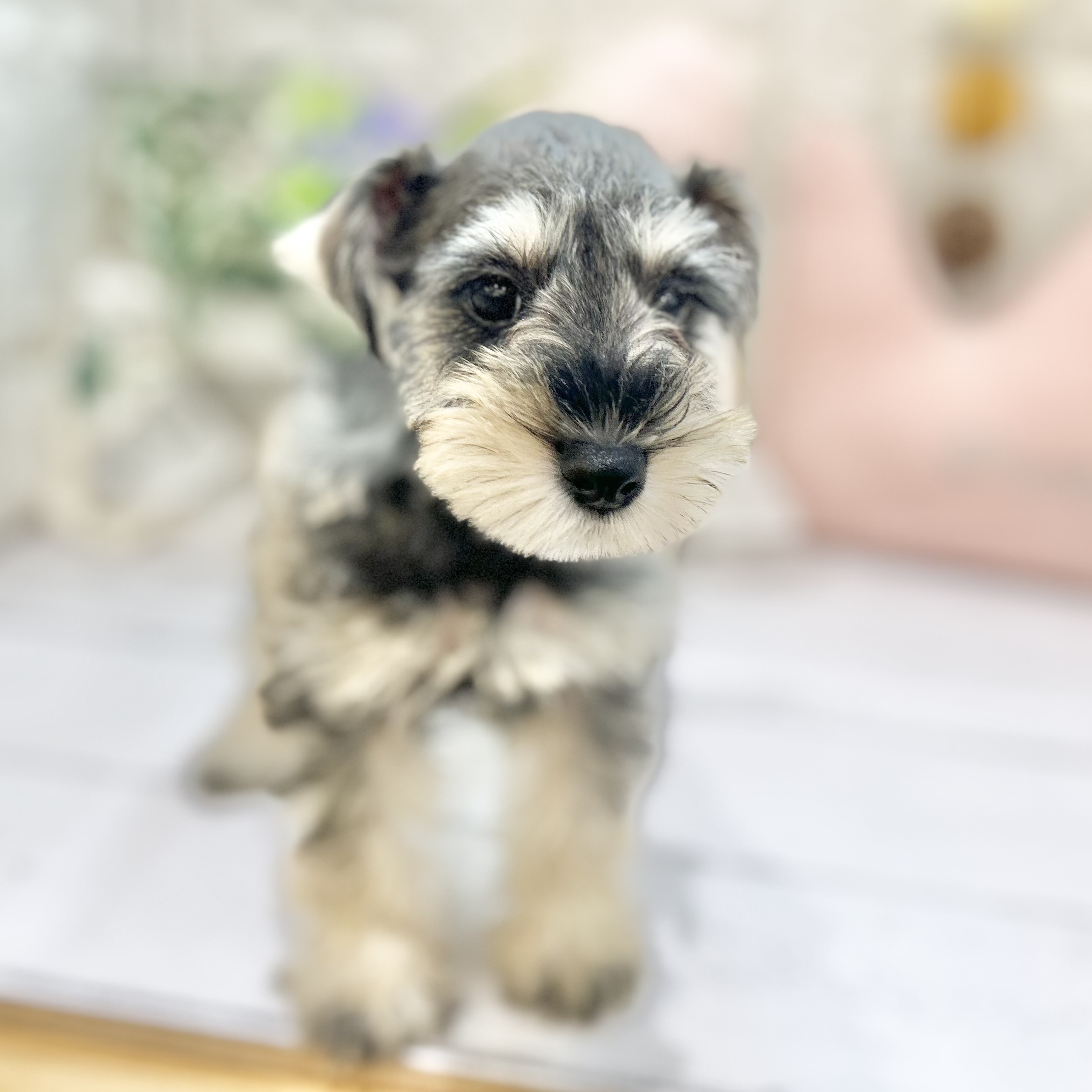 岡山県のミニチュアシュナウザー (犬の家＆猫の里倉敷店/2025年6月25日生まれ/女の子/ソルトペッパー)の子犬の1枚目の画像