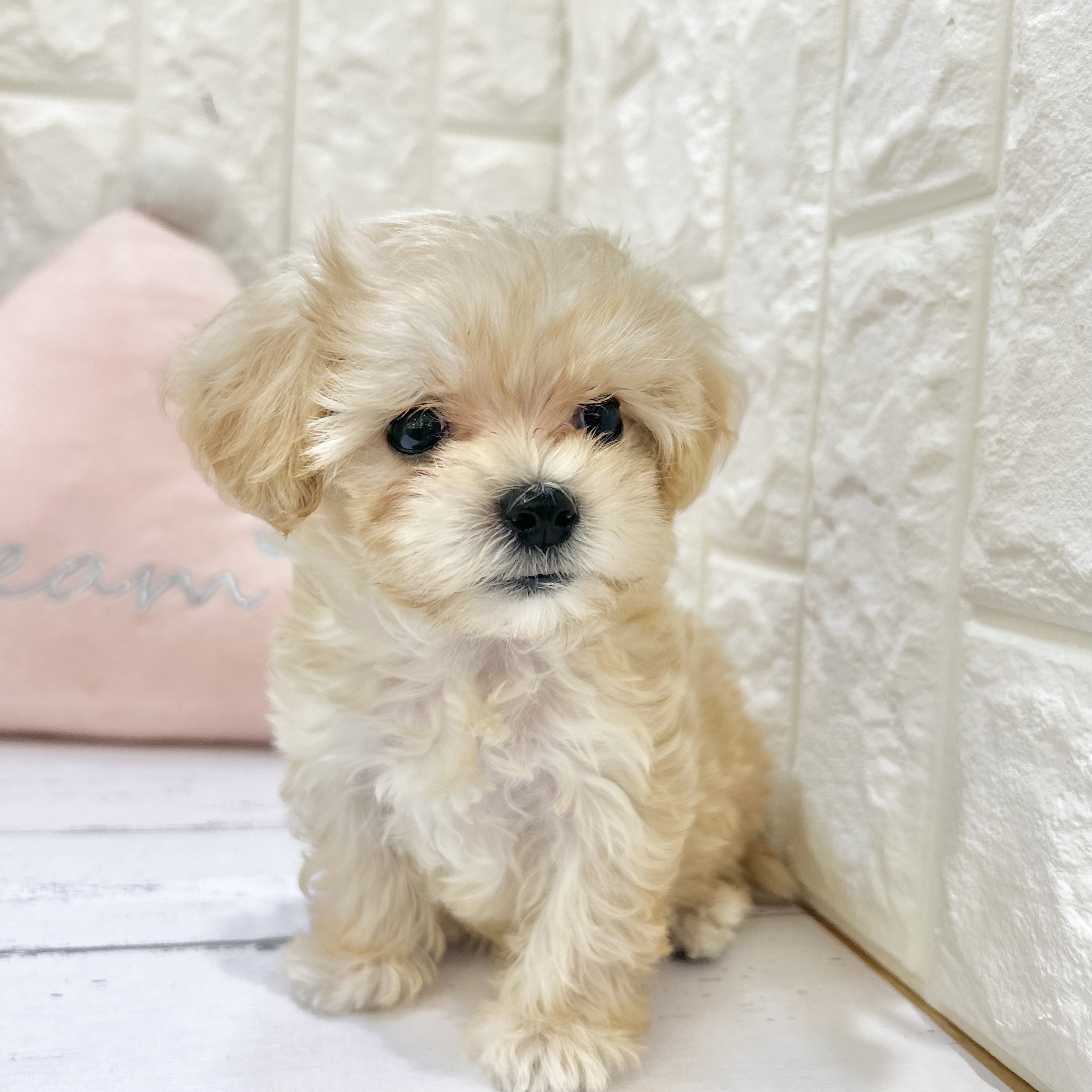 岡山県のマルプー(マルチーズ×プードル) (犬の家＆猫の里倉敷店/2025年6月27日生まれ/男の子/クリーム)の子犬の2枚目の画像