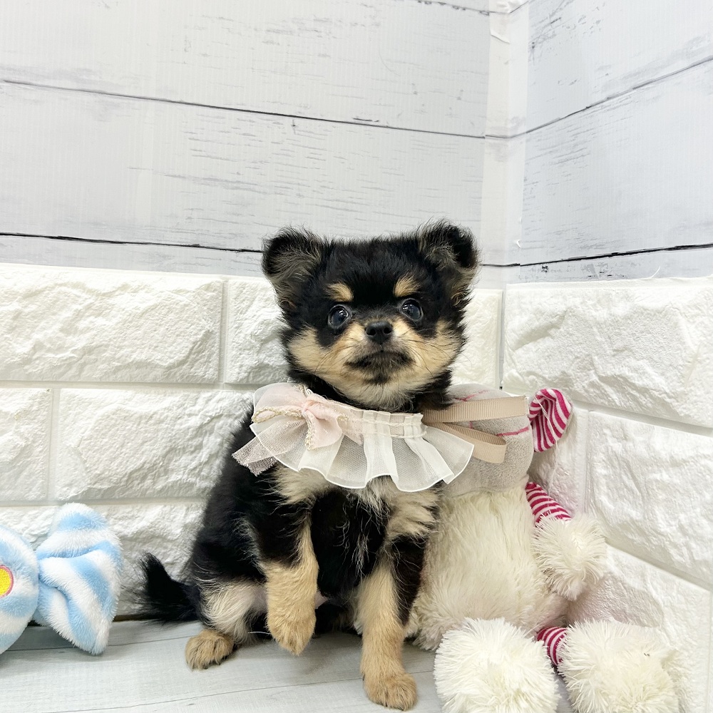 静岡県のポメチワ/チワポメ/ポメチー(ポメラニアン×チワワ) (犬の家＆猫の里アミーゴ浜松和田店/2026年7月19日生まれ/女の子/ブラックタン)の子犬の2枚目の画像