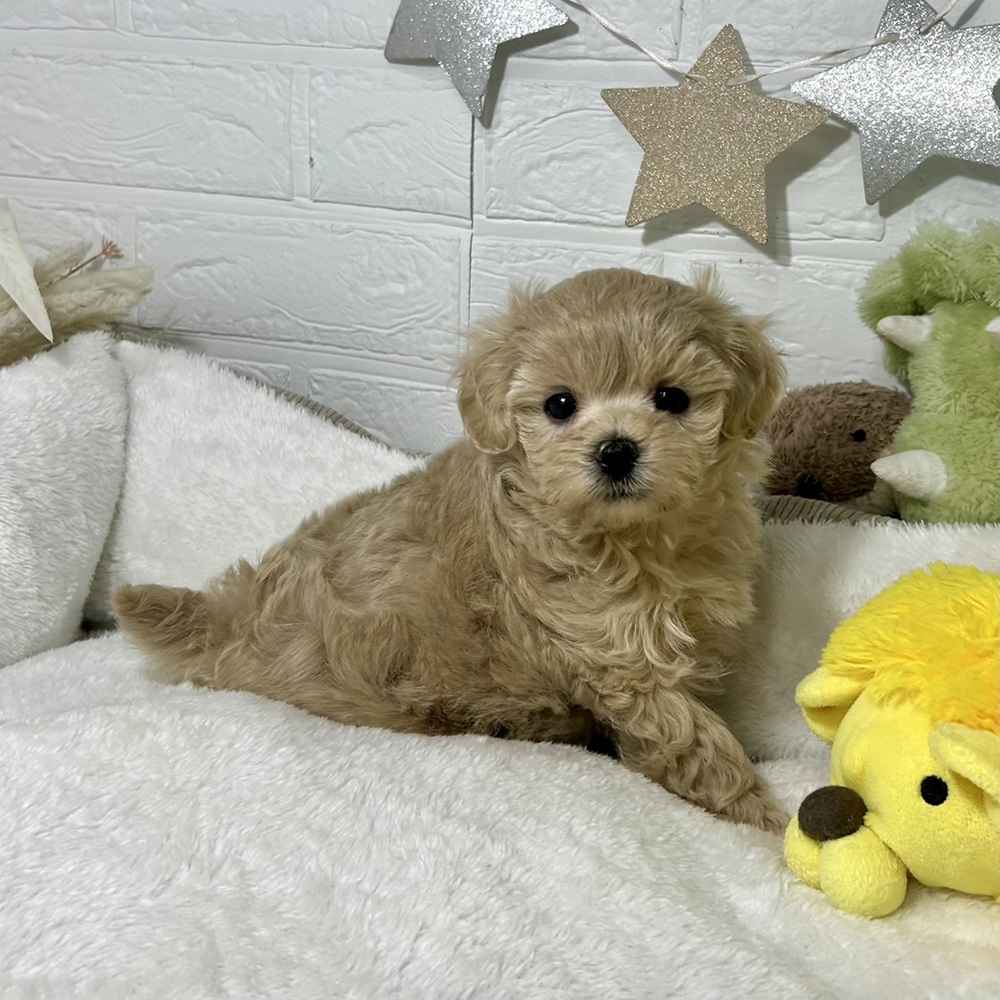 兵庫県のマルプー(マルチーズ×プードル) (犬の家＆猫の里ニッケパークタウン加古川店/2026年1月10日生まれ/女の子/アプリコット)の子犬の1枚目の画像