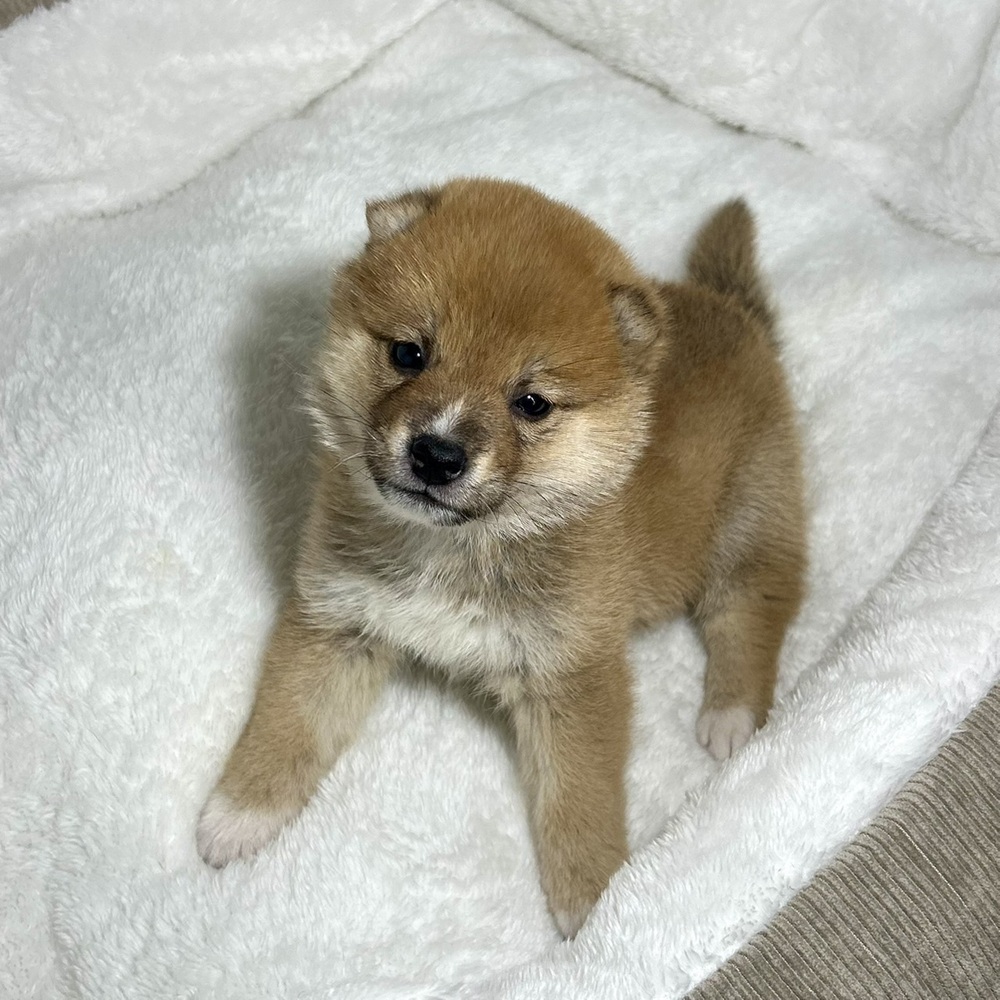 兵庫県のポメ柴/豆ポメ/ポメ豆柴(ポメラニアン×柴犬) (犬の家＆猫の里ニッケパークタウン加古川店/2026年1月8日生まれ/男の子/赤)の子犬